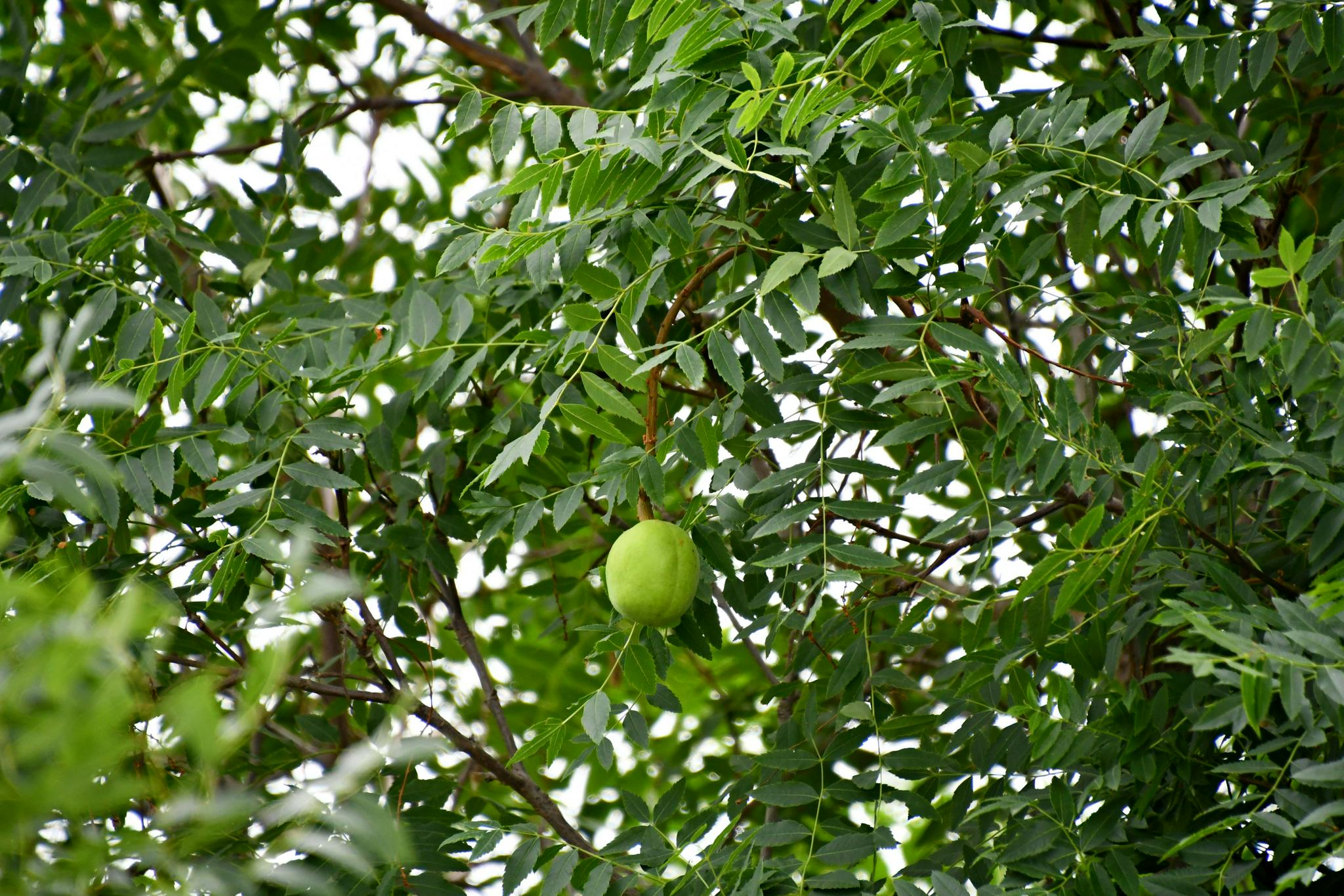 文冠果的果实原创拍摄