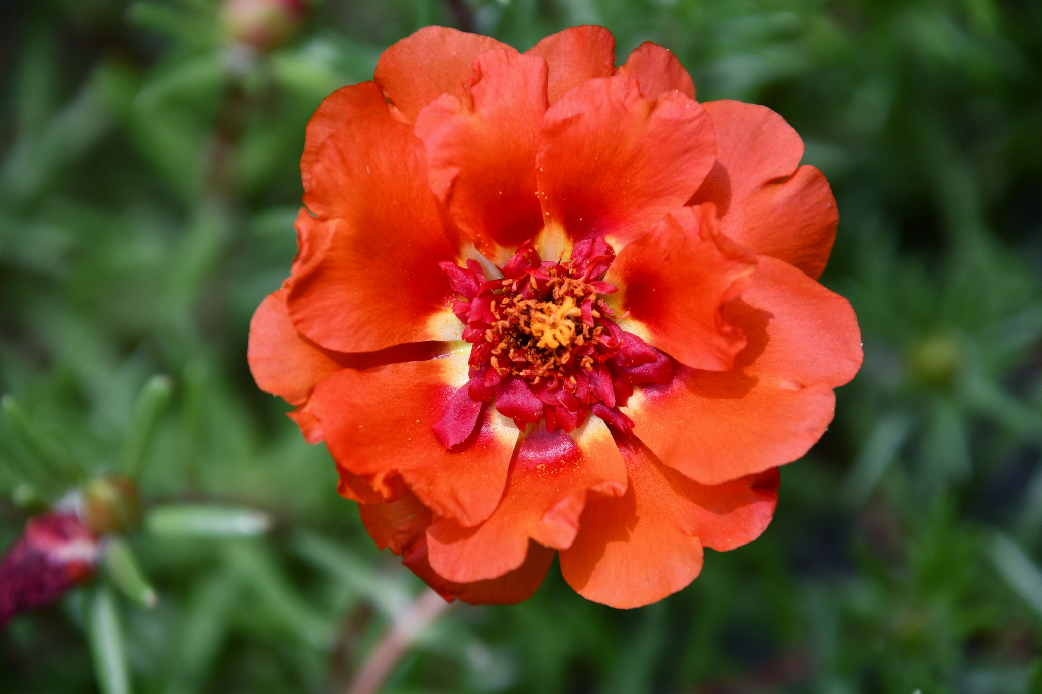 美丽的太阳花原创拍摄