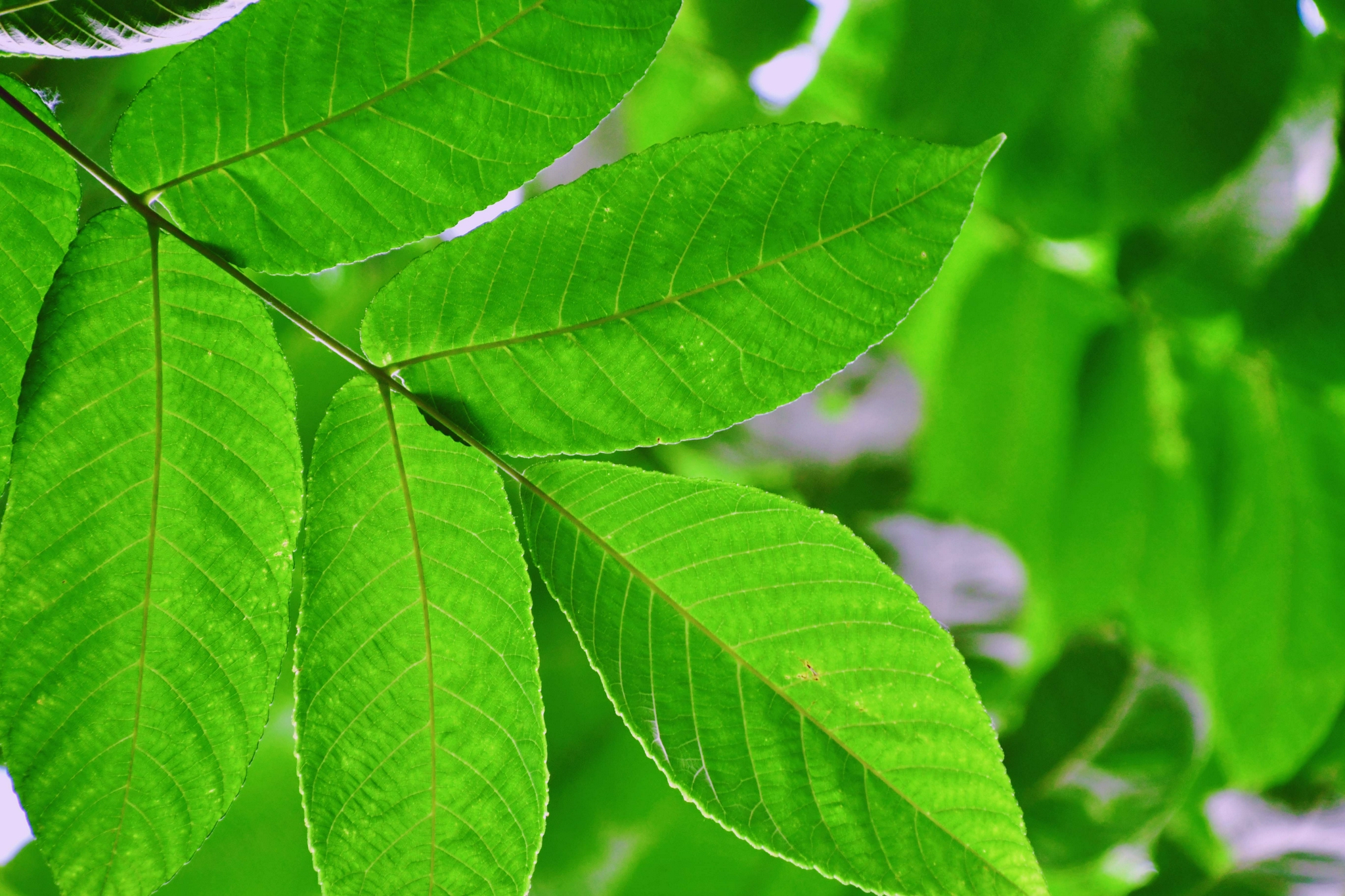 翠绿的胡桃木叶子,原创拍摄_高清图集_新浪网