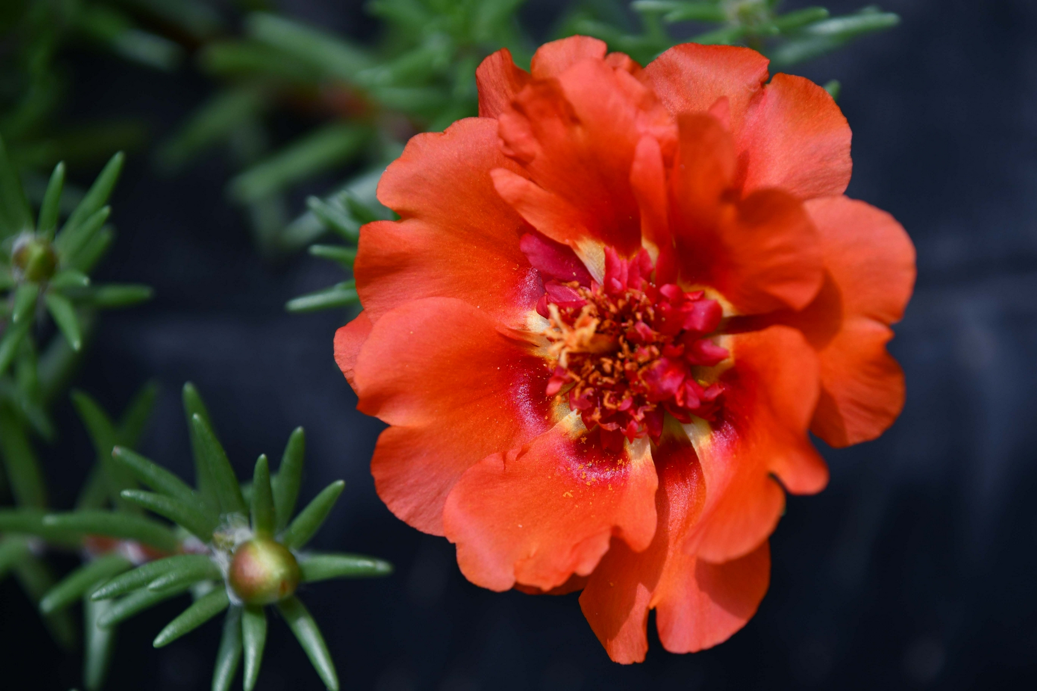 美丽的太阳花原创拍摄