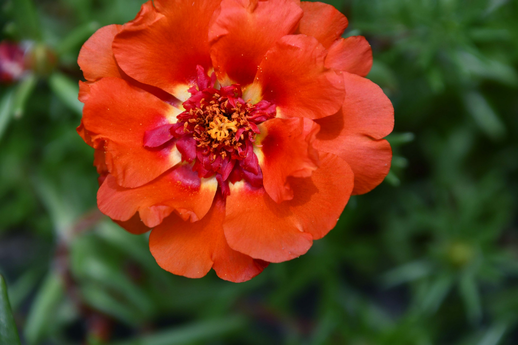 美丽的太阳花原创拍摄