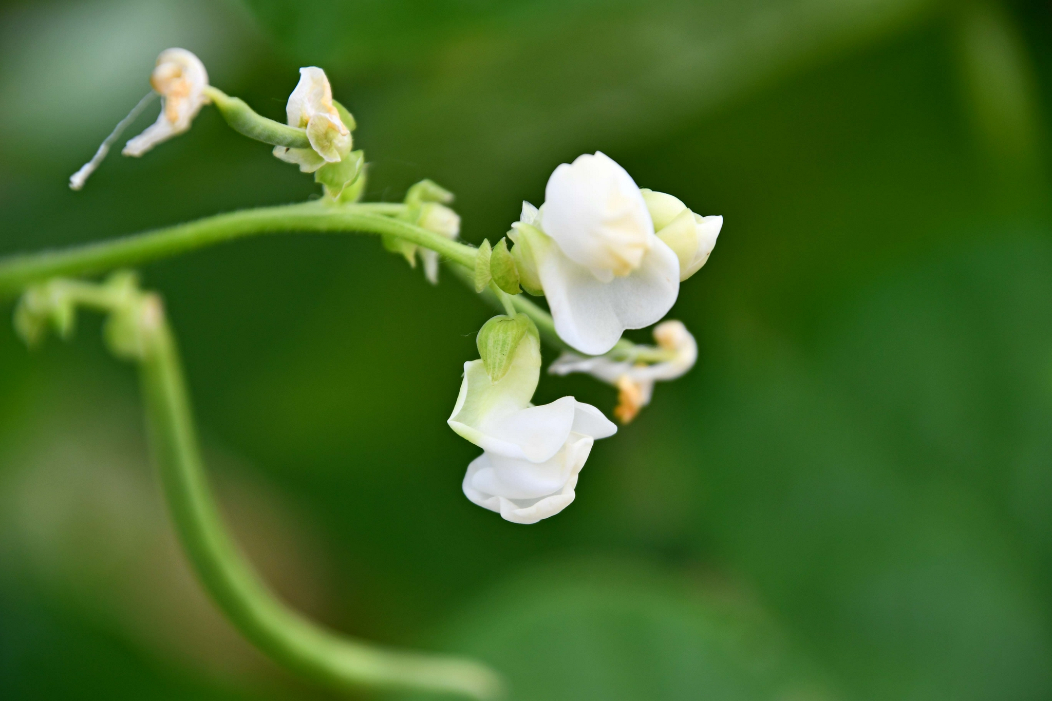 白豆角花和嫩豆角,原创拍摄