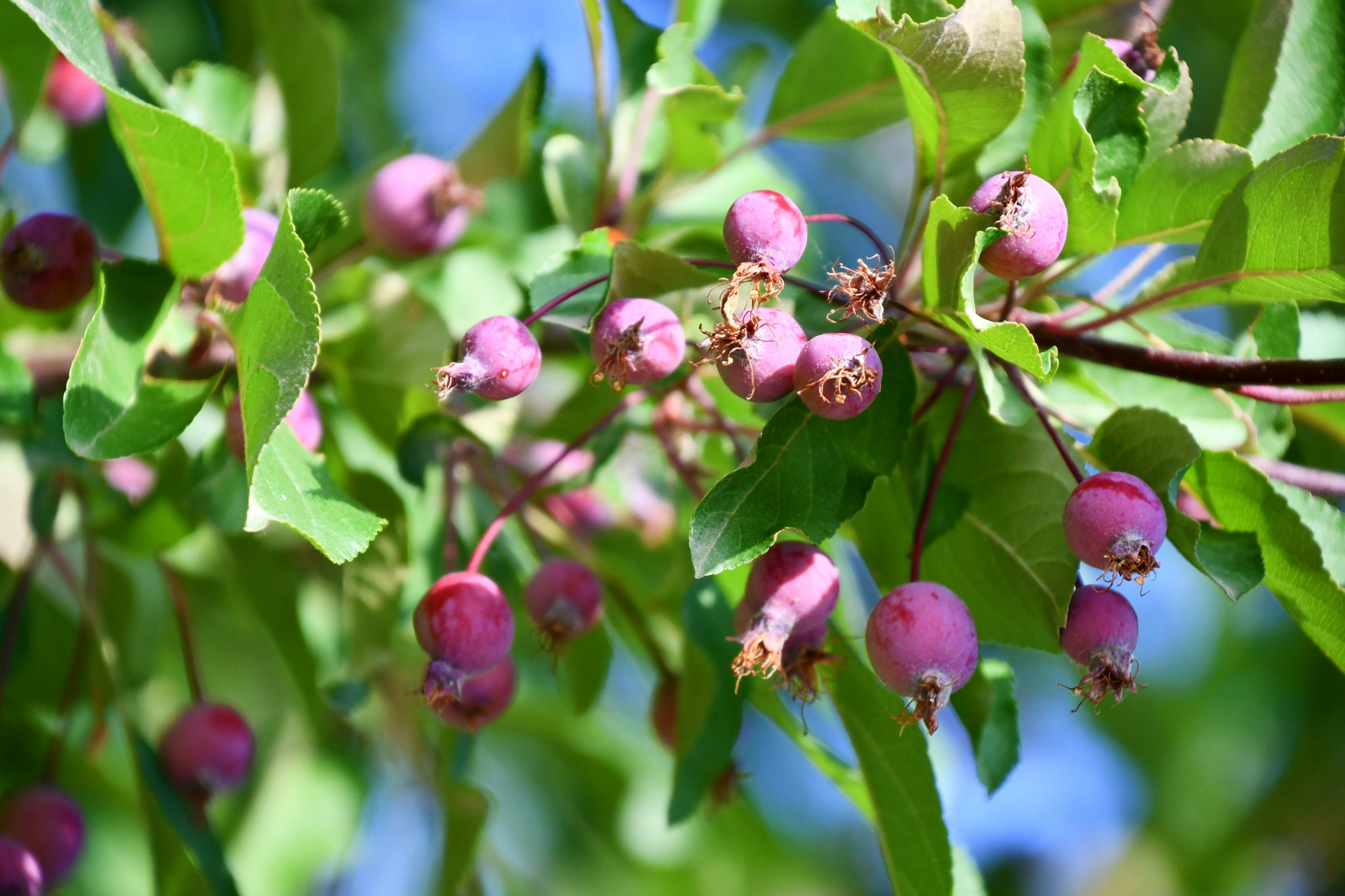 北美海棠果原创拍摄