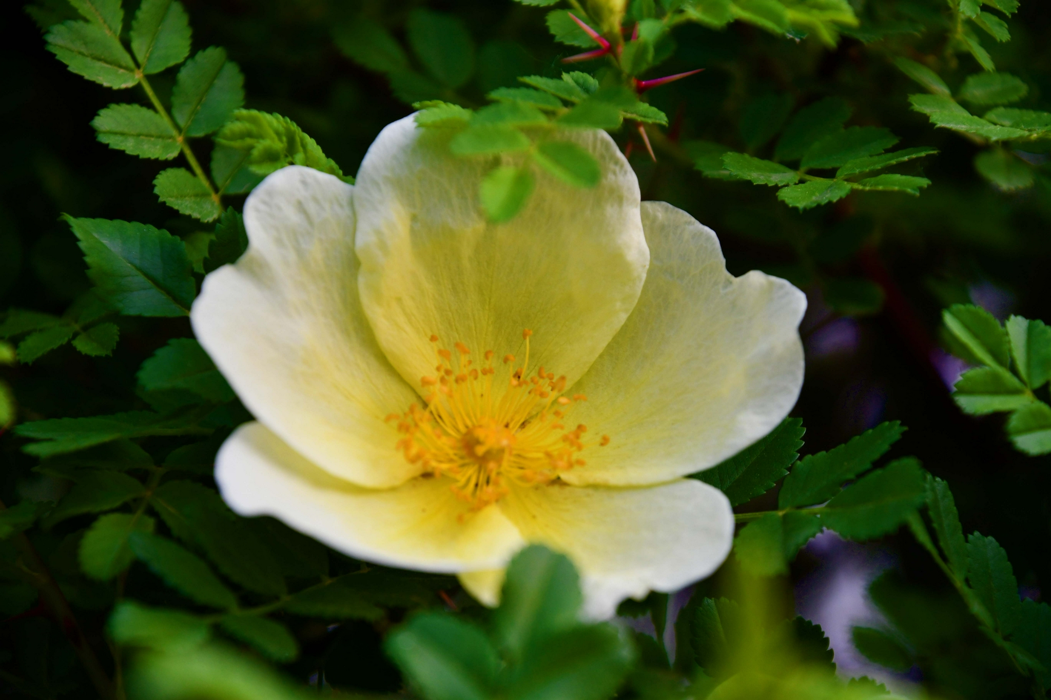 刺玫花原创拍摄