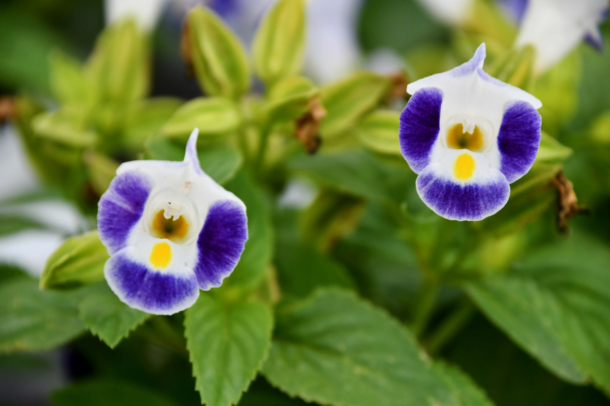 蓝猪耳花,原创拍摄