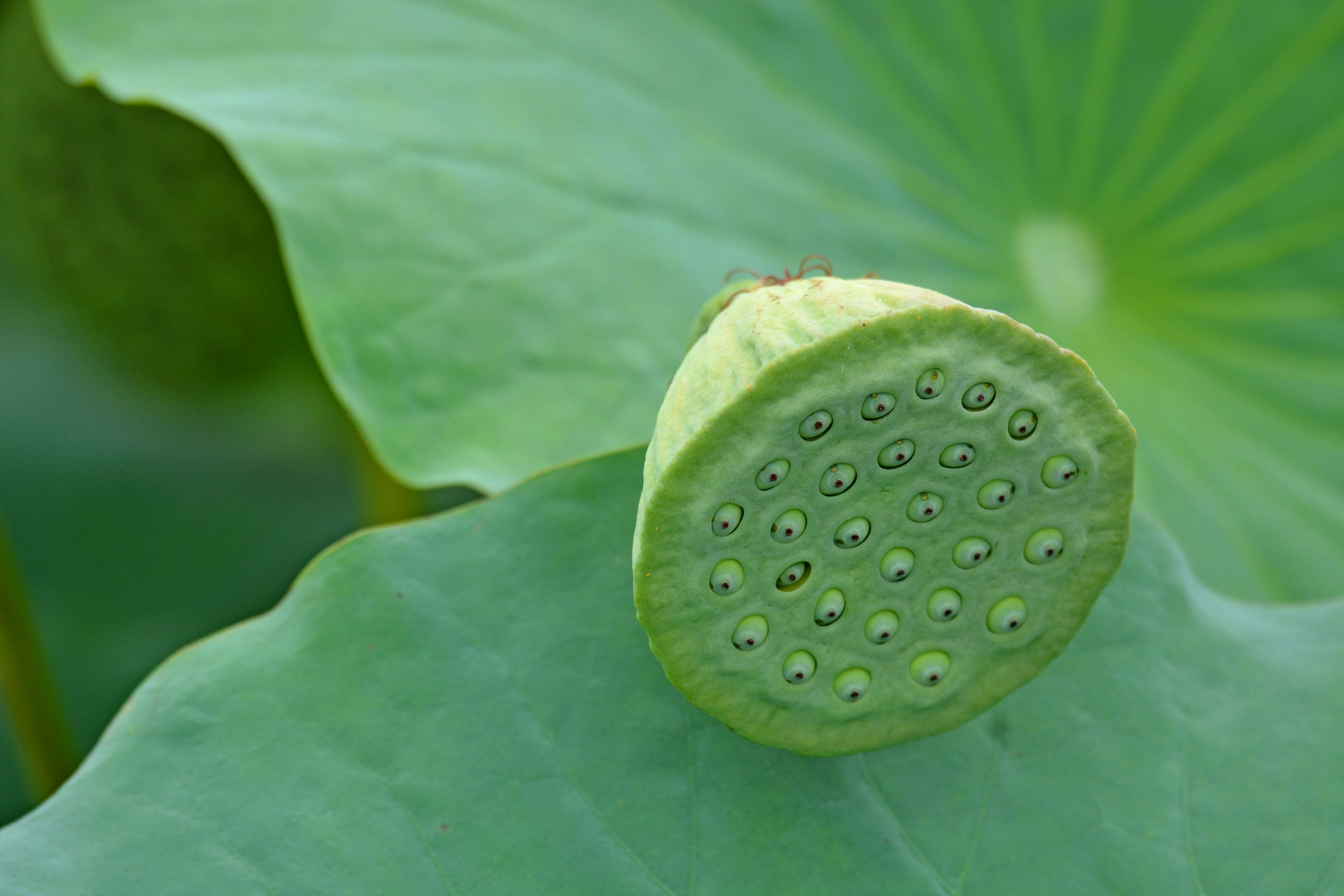 青莲蓬原创拍摄