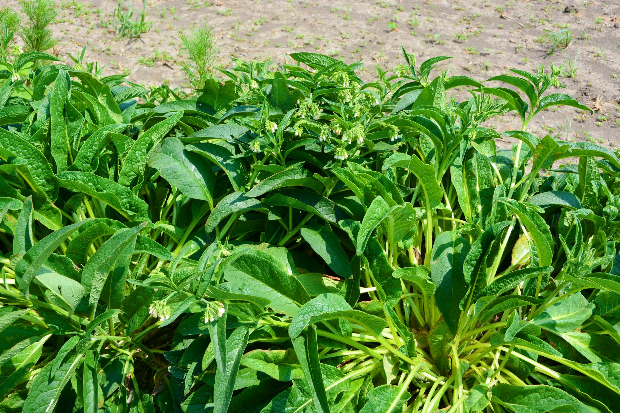 聚合草原创拍摄