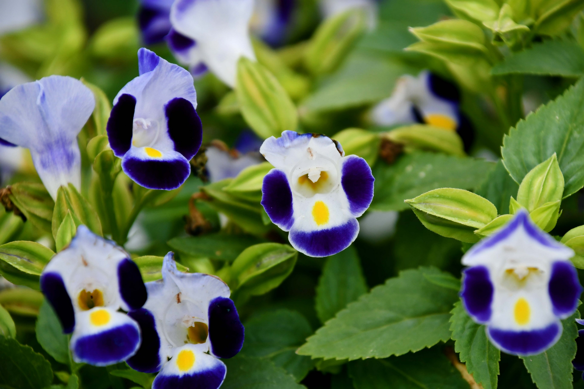 蓝猪耳花,原创拍摄