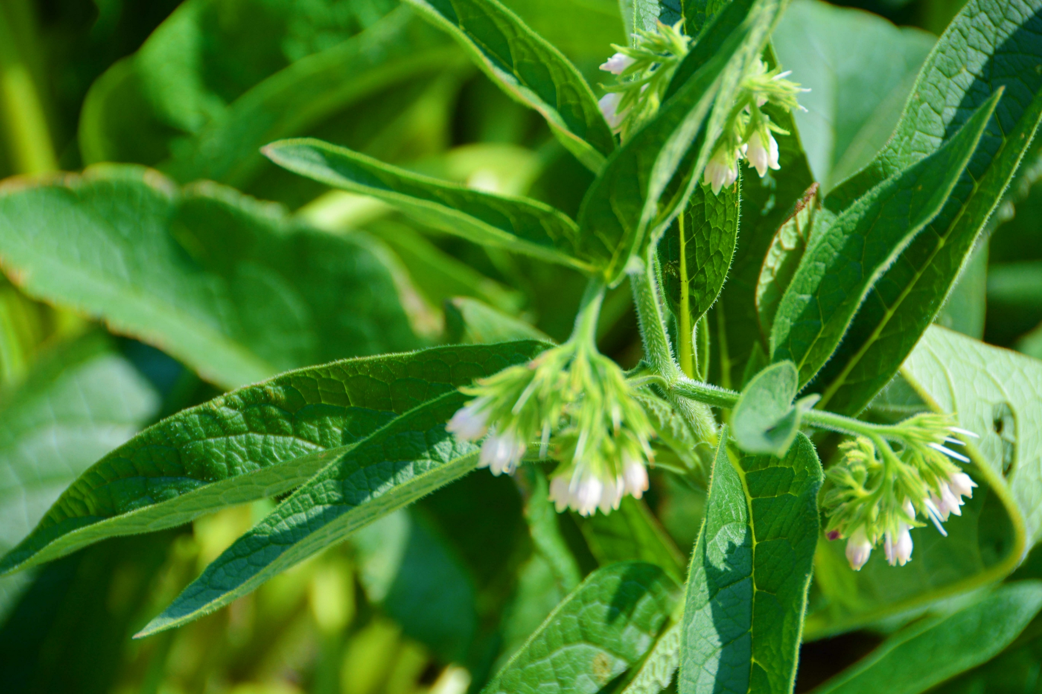 聚合草原创拍摄