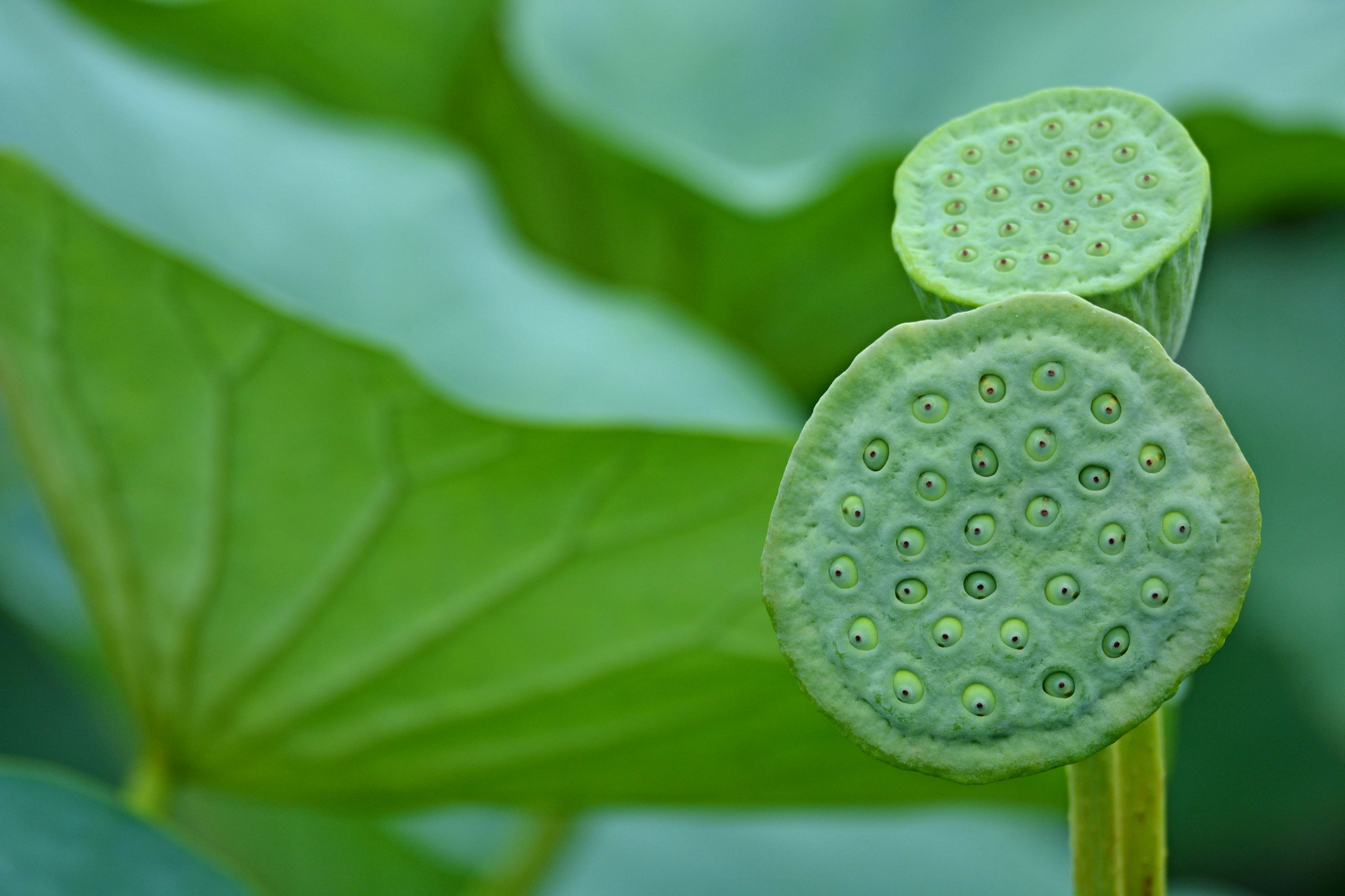 青莲蓬原创拍摄
