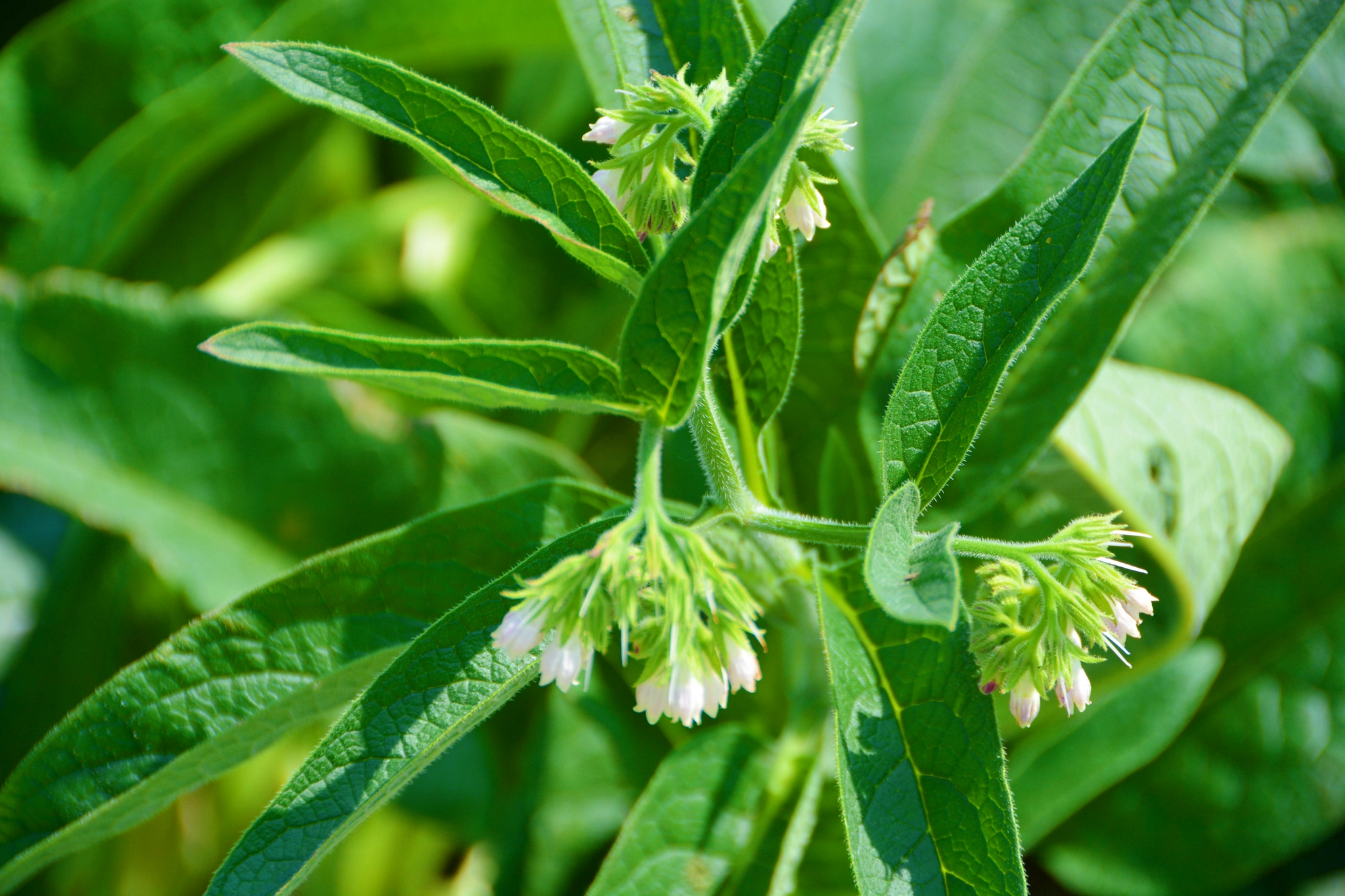 聚合草原创拍摄