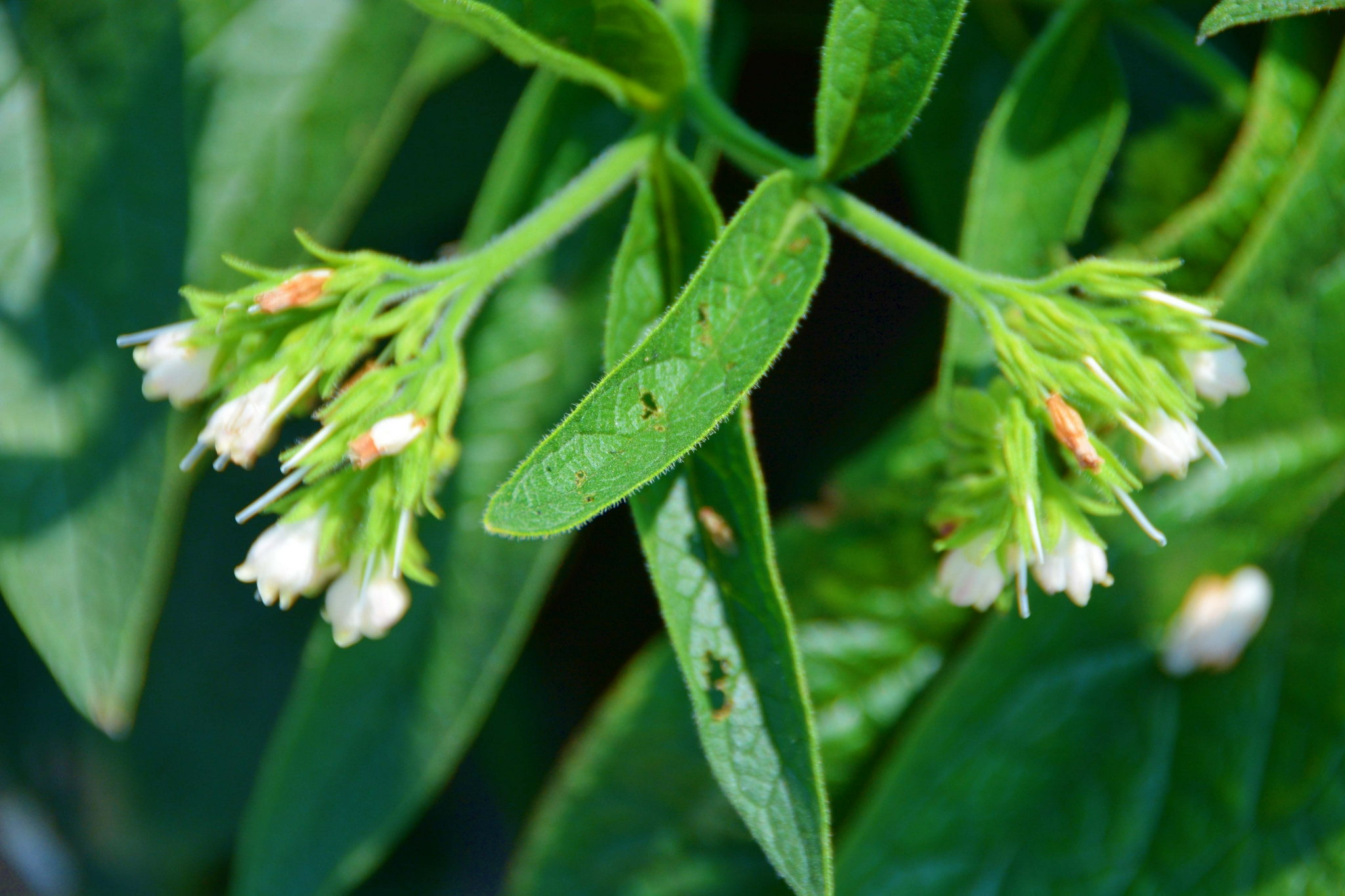 聚合草原创拍摄