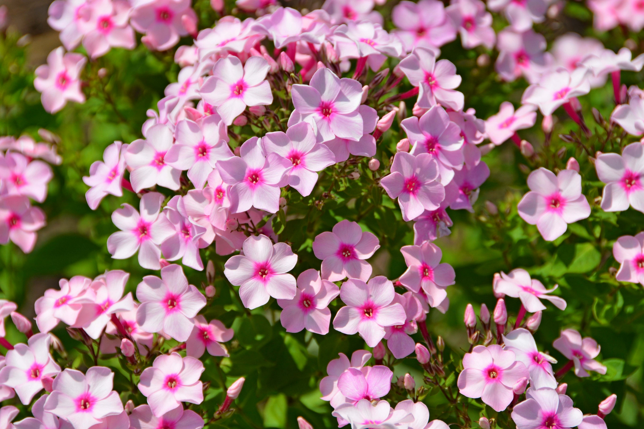 粉色绣球花,原创拍摄