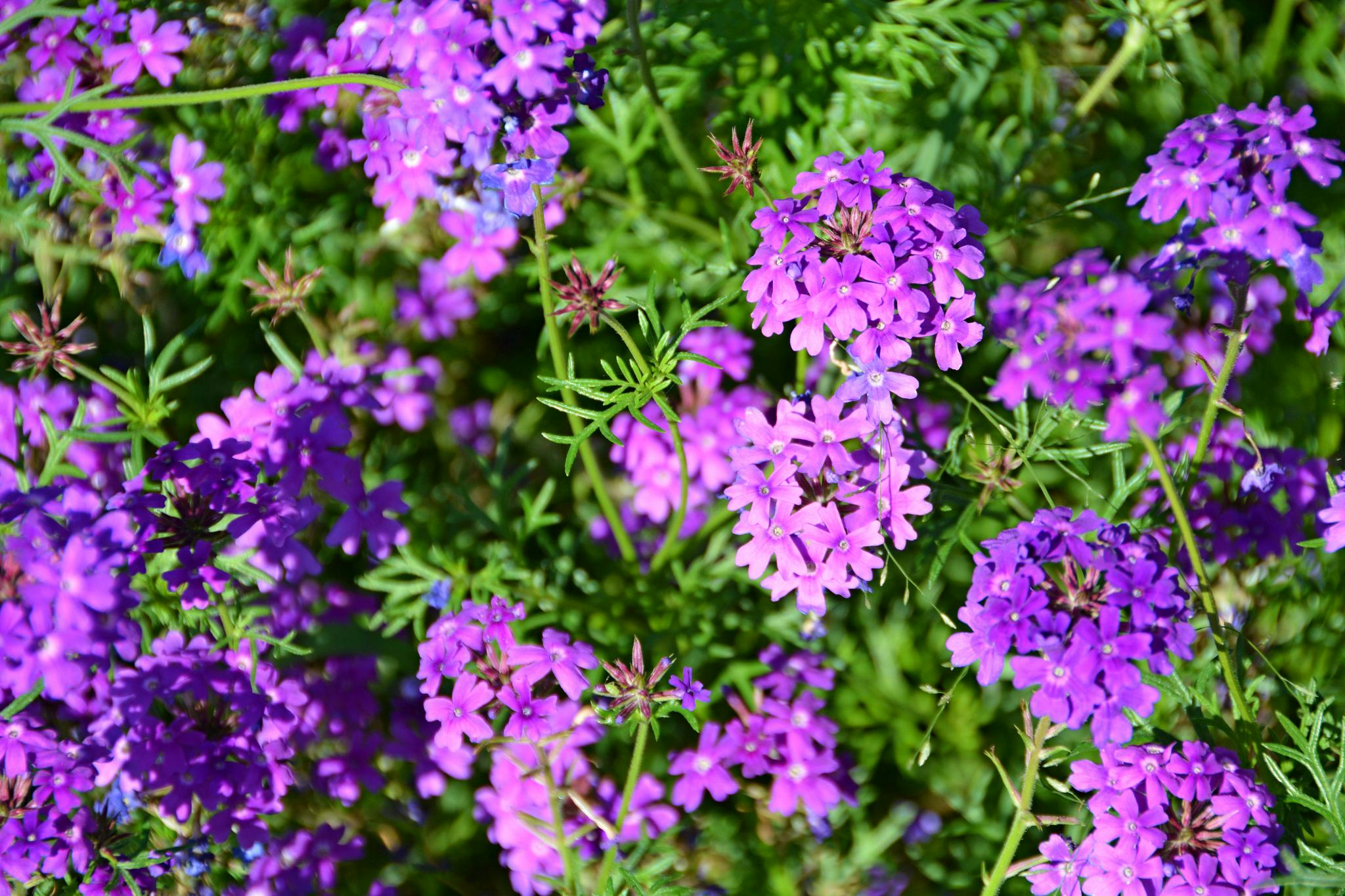 细叶美女樱,原创拍摄|美女|原创|拍摄_新浪新闻