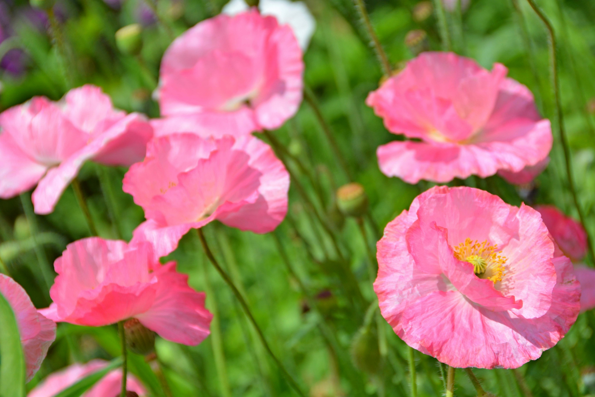 美丽的虞美人花原创拍摄