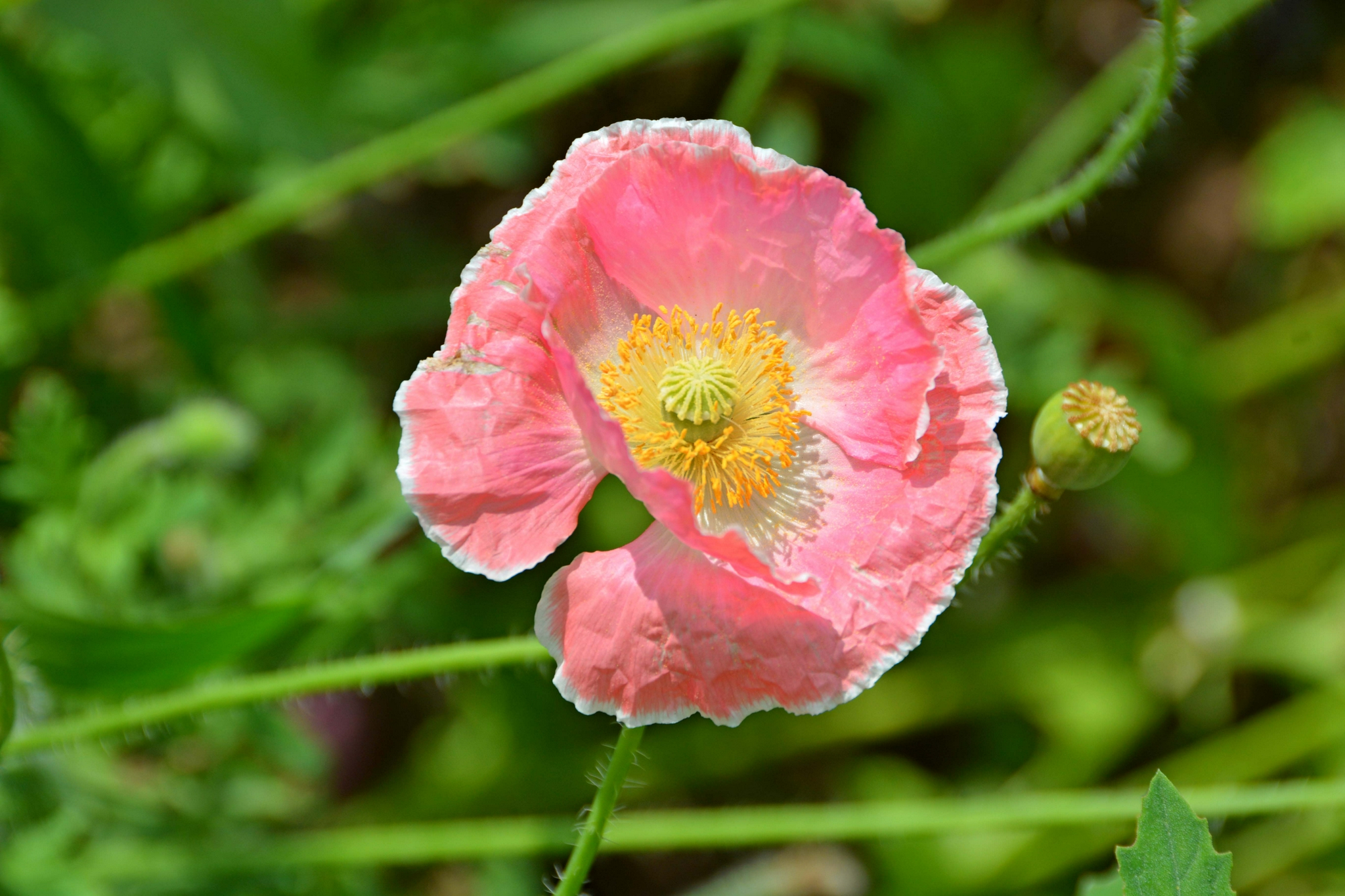 美丽的虞美人花原创拍摄