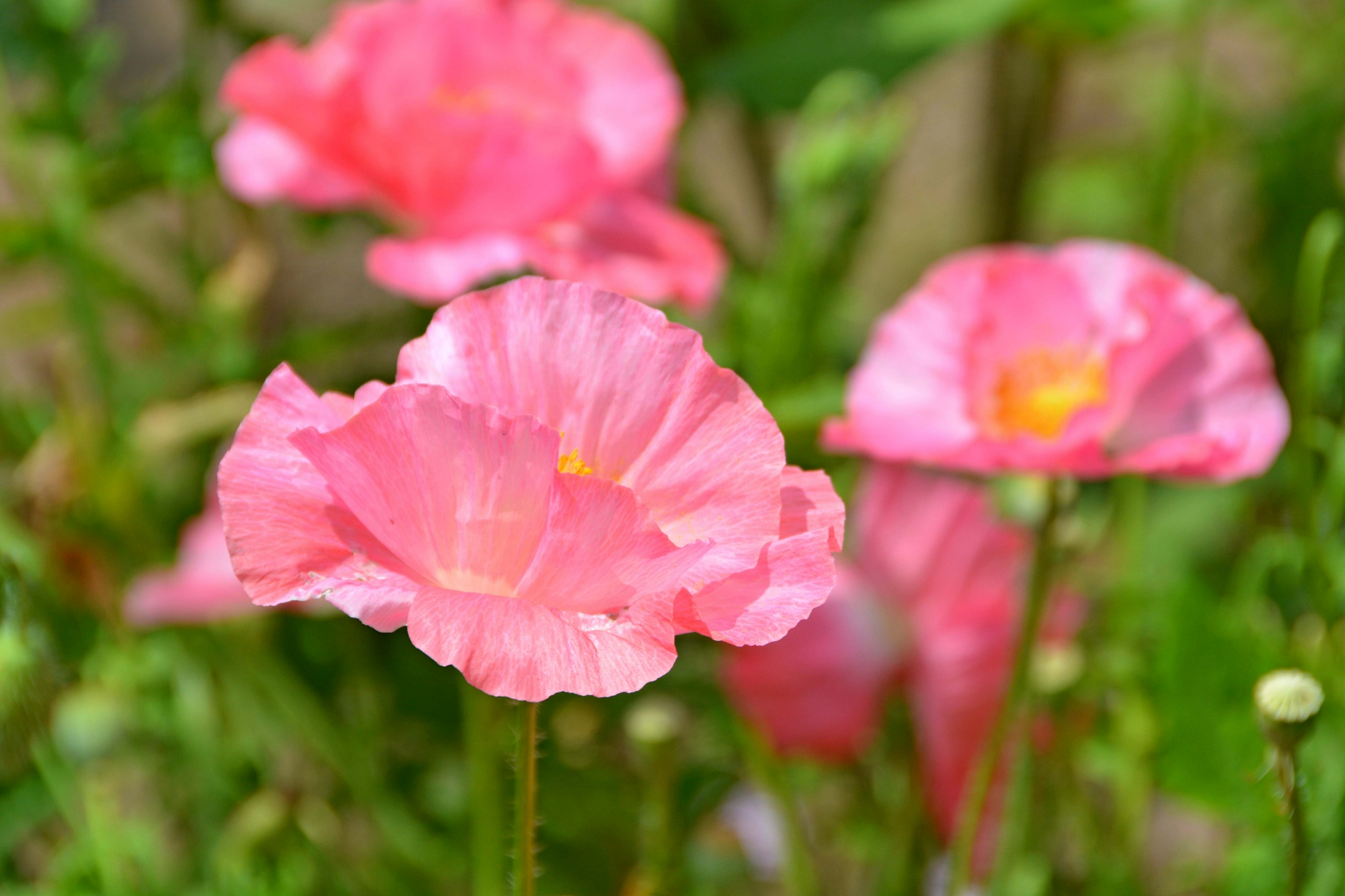美丽的虞美人花原创拍摄