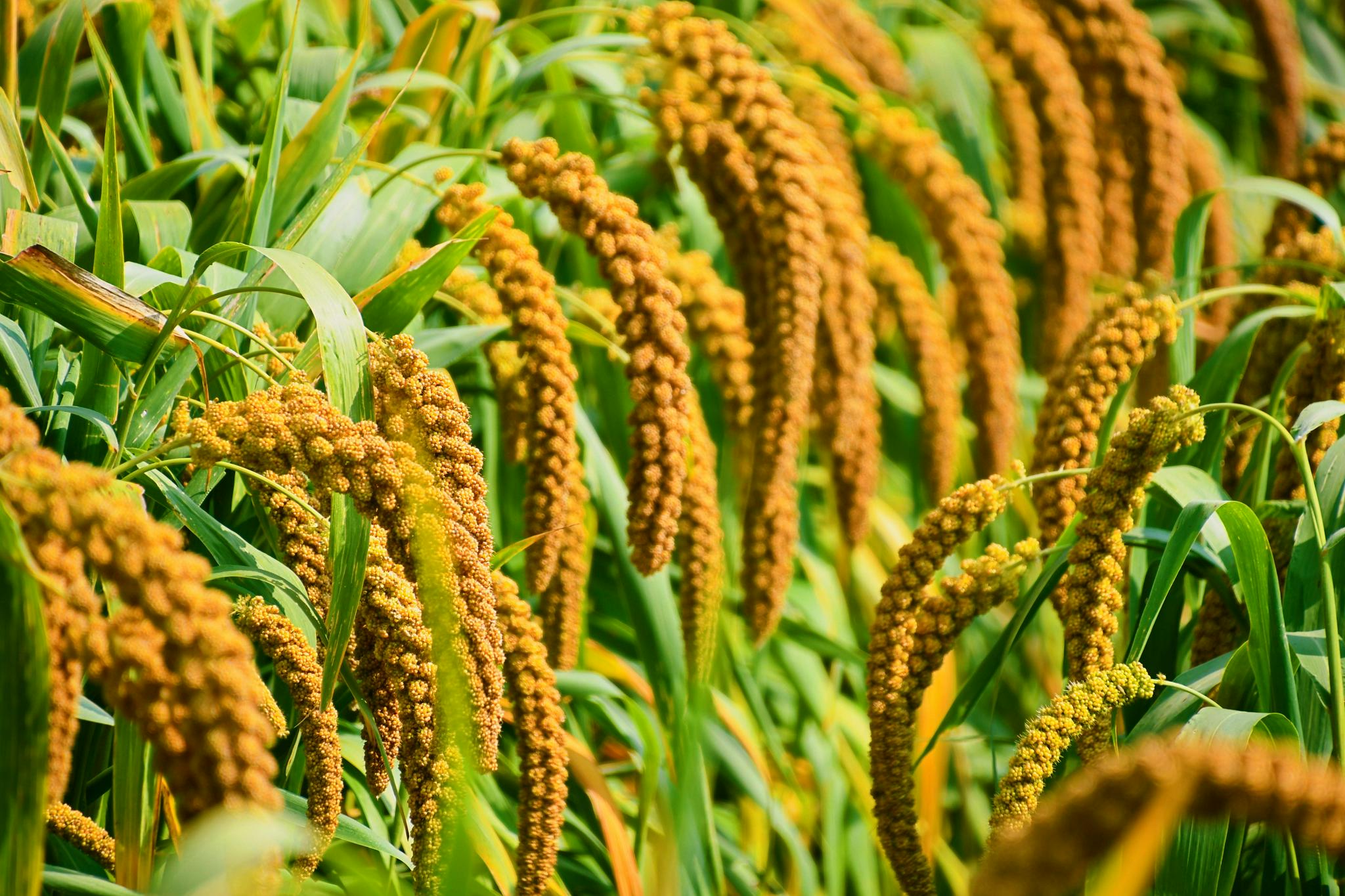 金色的谷穗原创拍摄