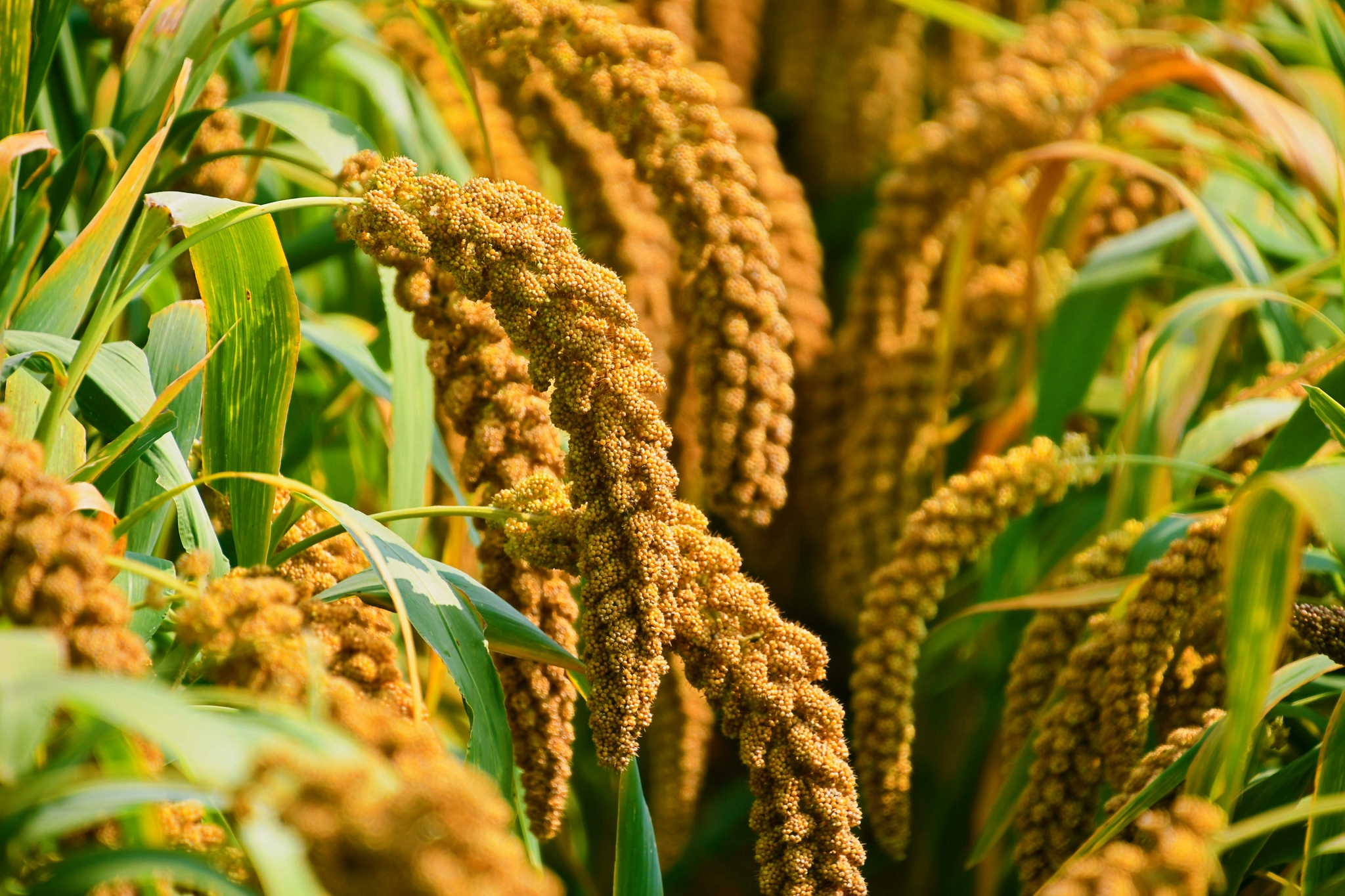 金色的谷穗原创拍摄