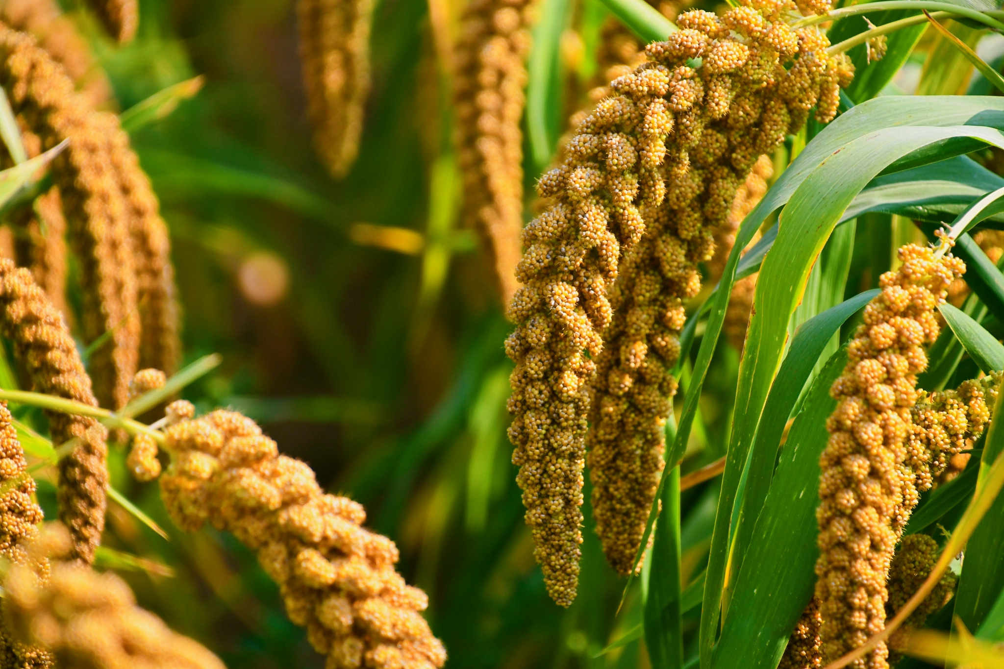 金色的谷穗原创拍摄