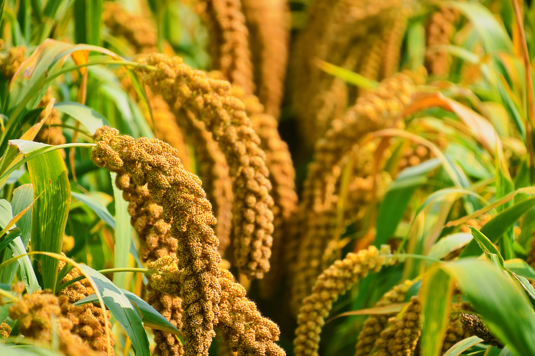 金色的谷穗原创拍摄