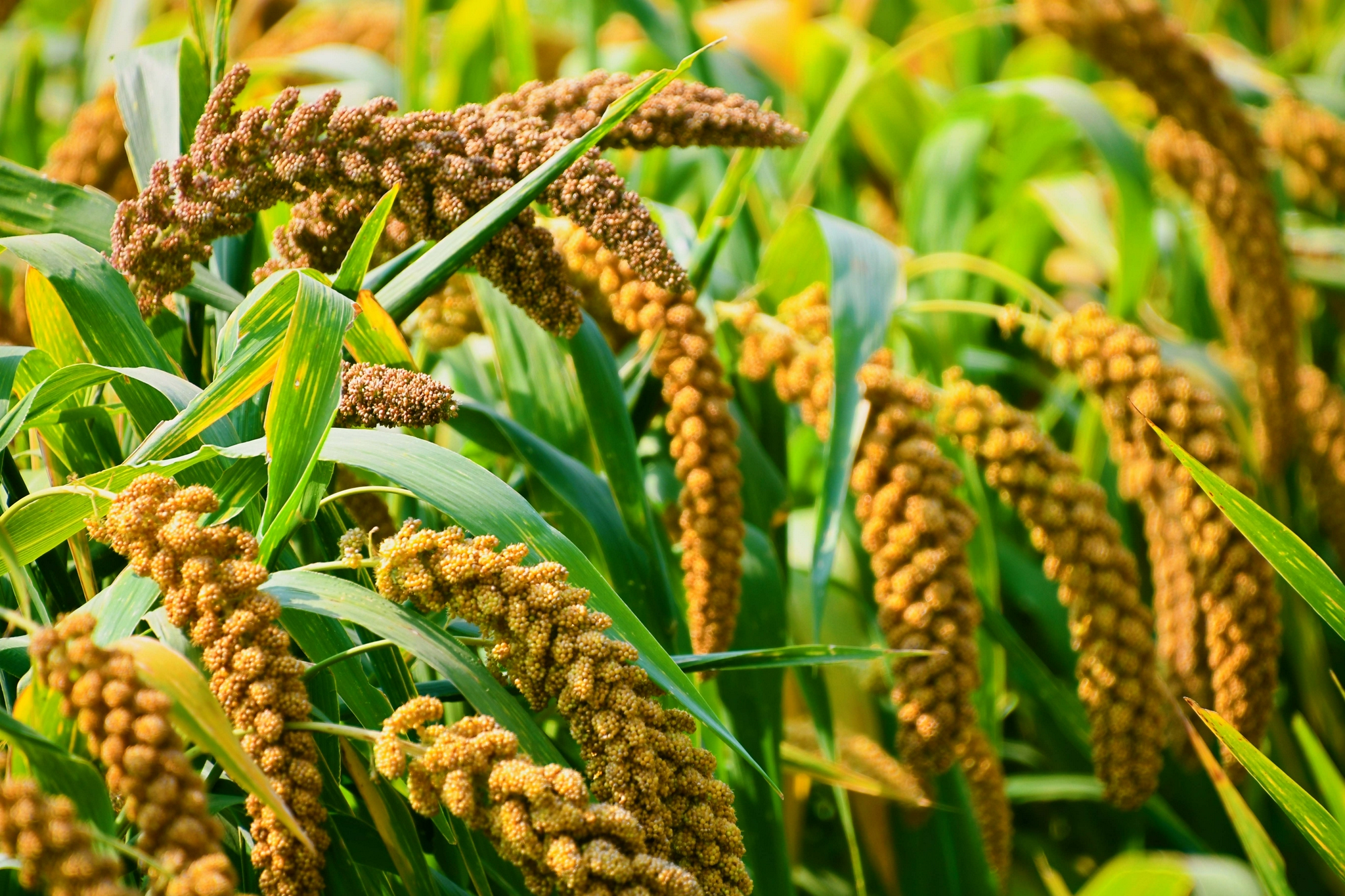 金色的谷穗原创拍摄