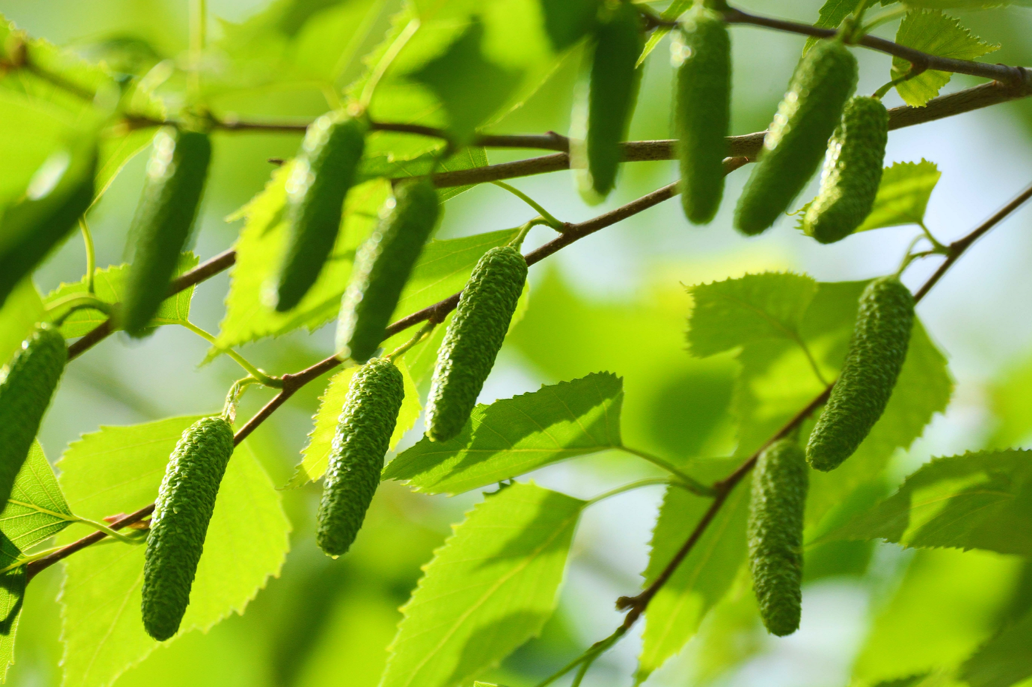 白桦树花穗,原创拍摄_高清图集_新浪网