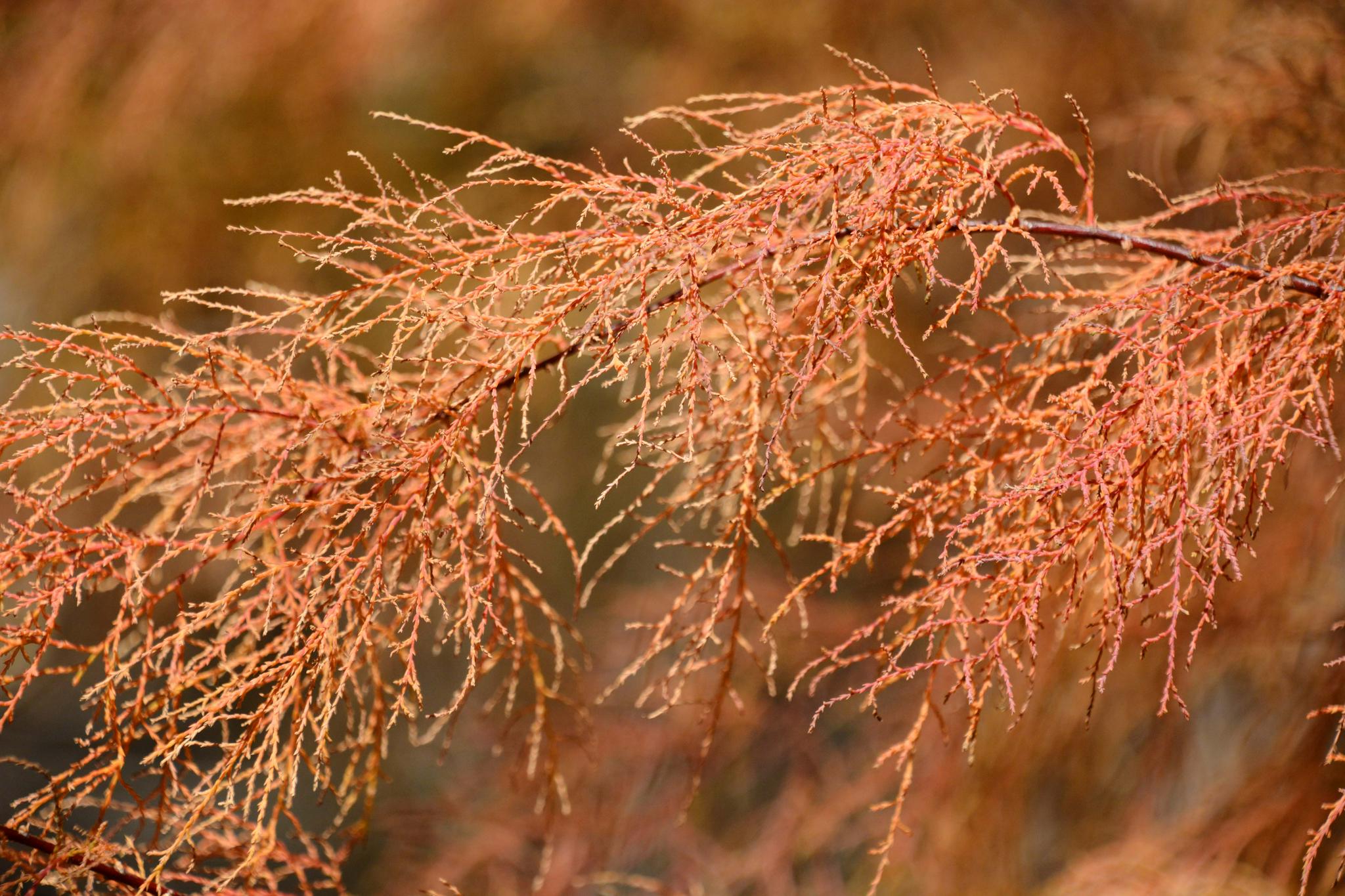 秋天的柽柳原创拍摄