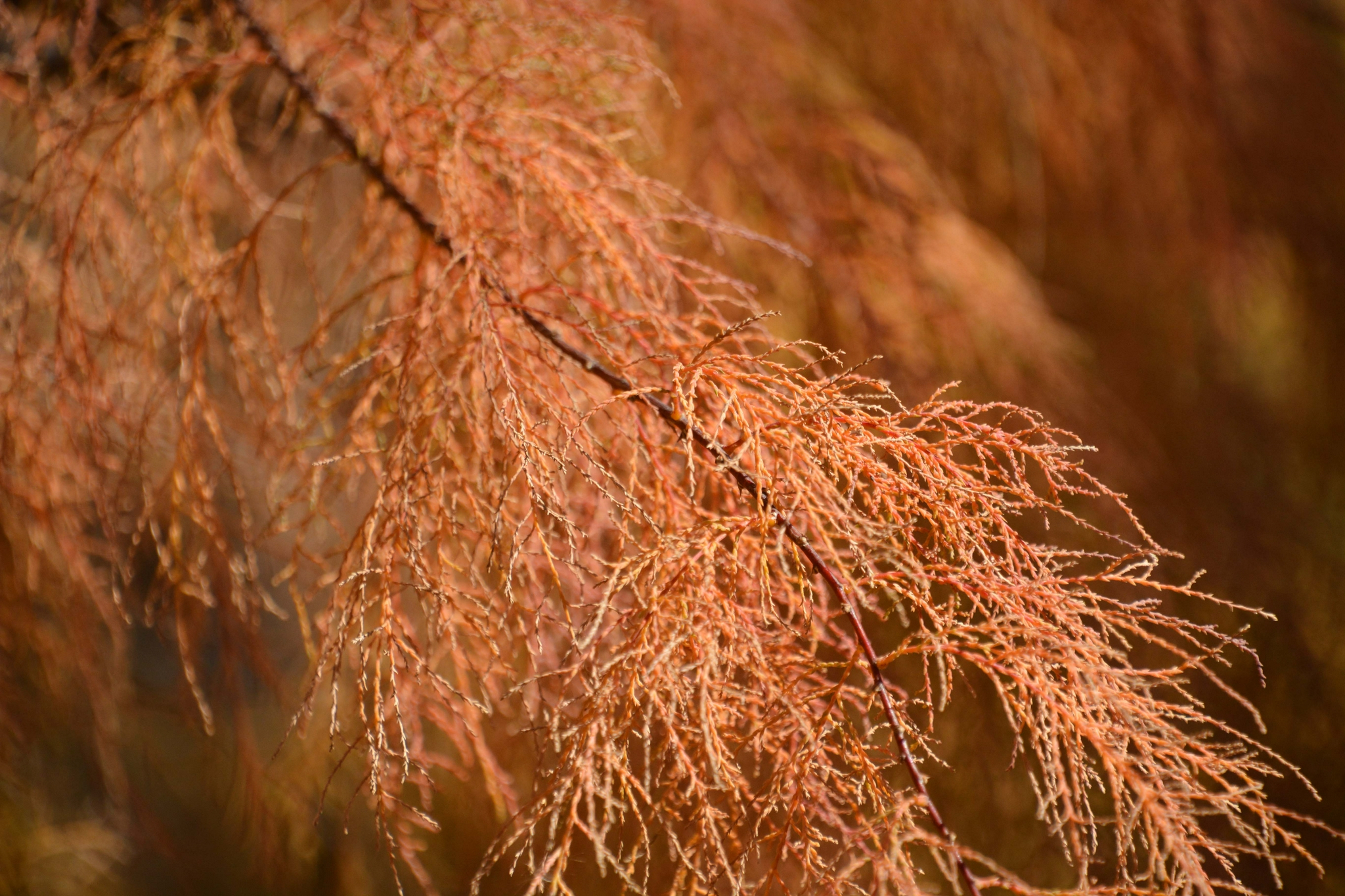秋天的柽柳原创拍摄