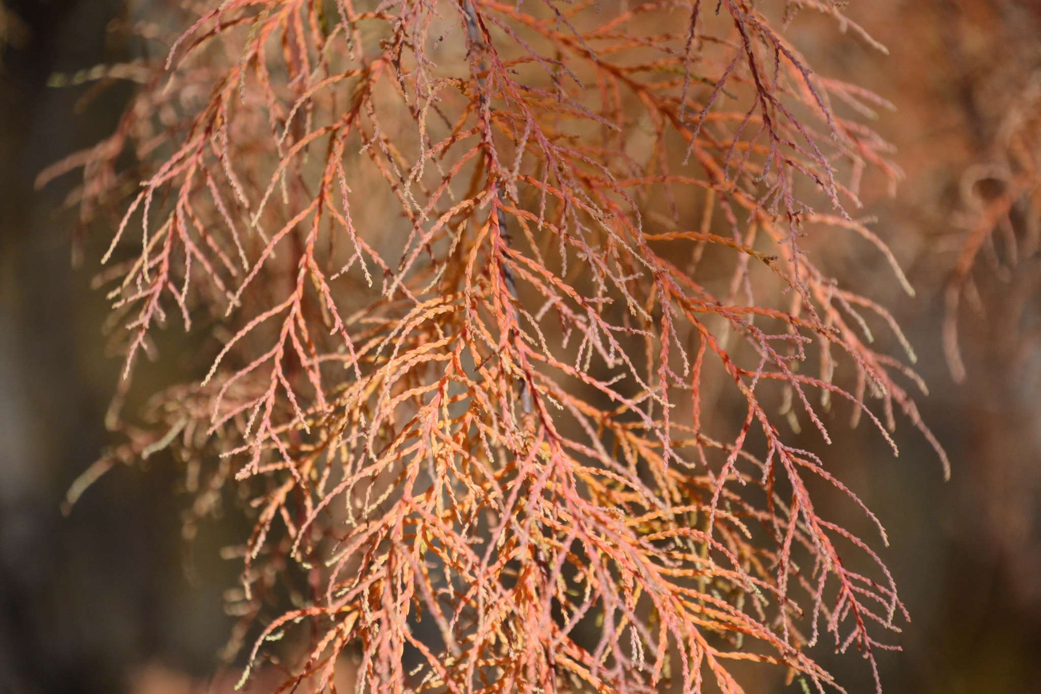 秋天的柽柳原创拍摄