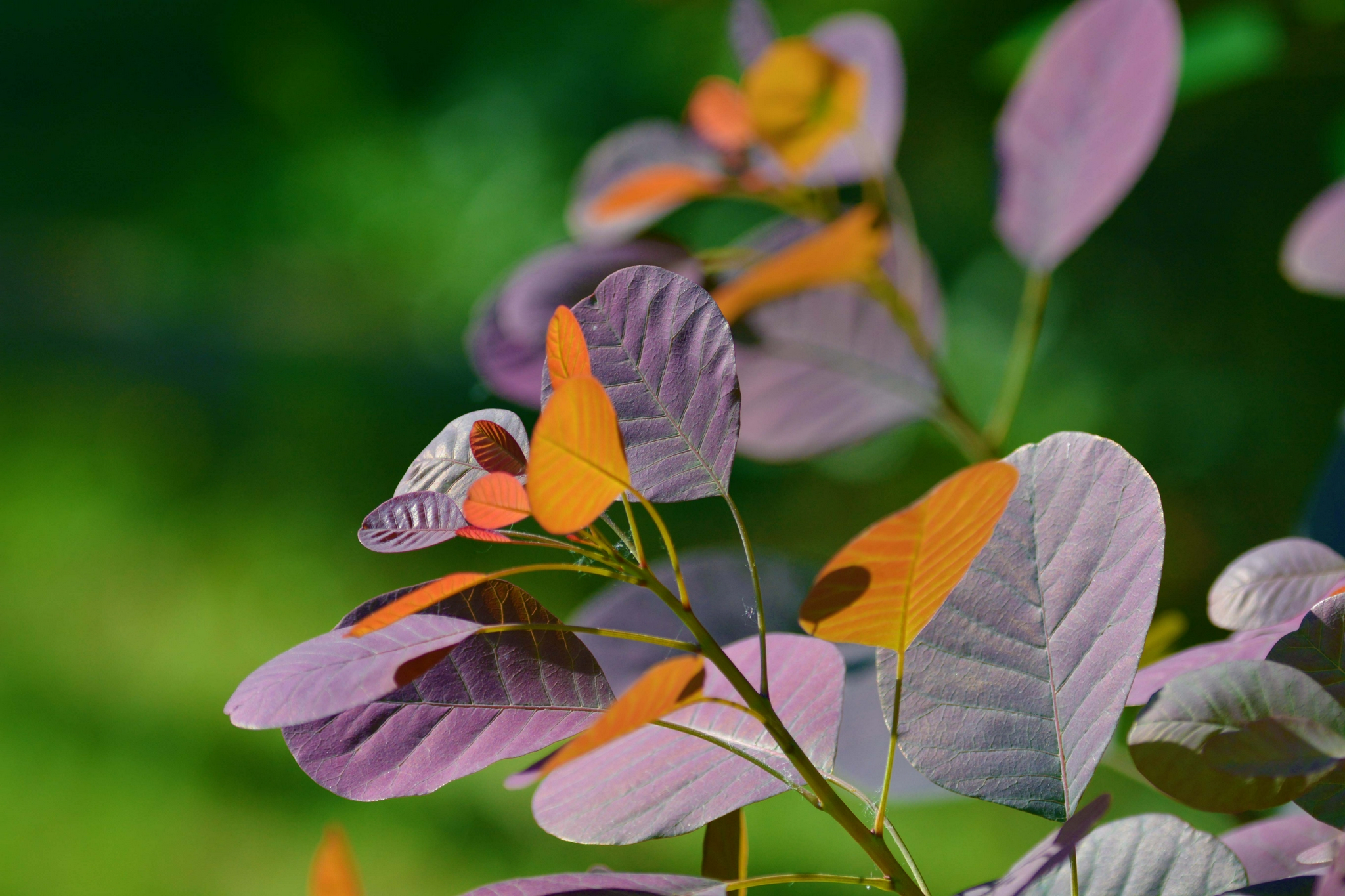 紫叶栌树叶,原创拍摄|树叶|原创|拍摄_新浪新闻