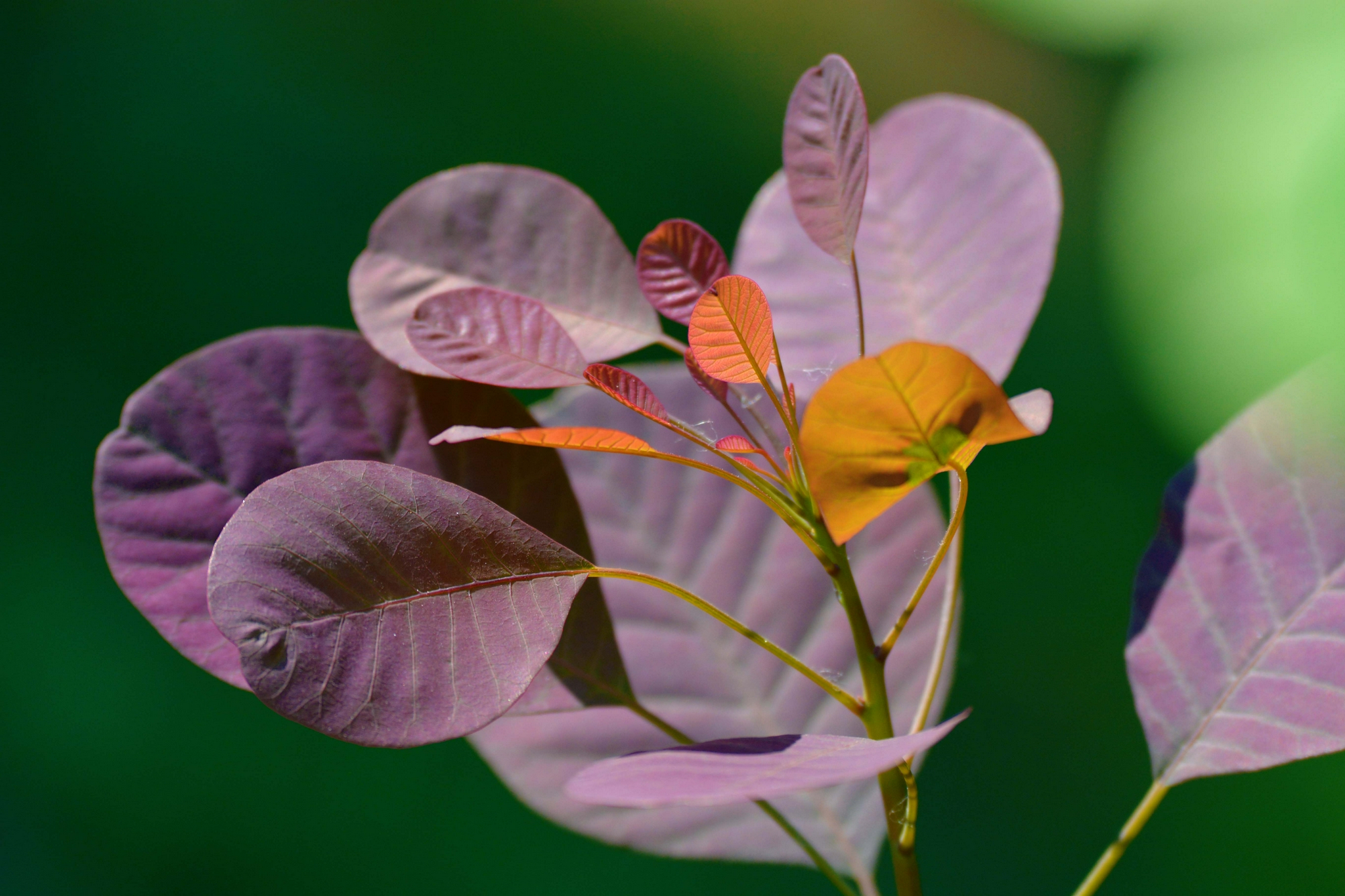 紫叶栌树叶,原创拍摄|树叶|原创|拍摄_新浪新闻