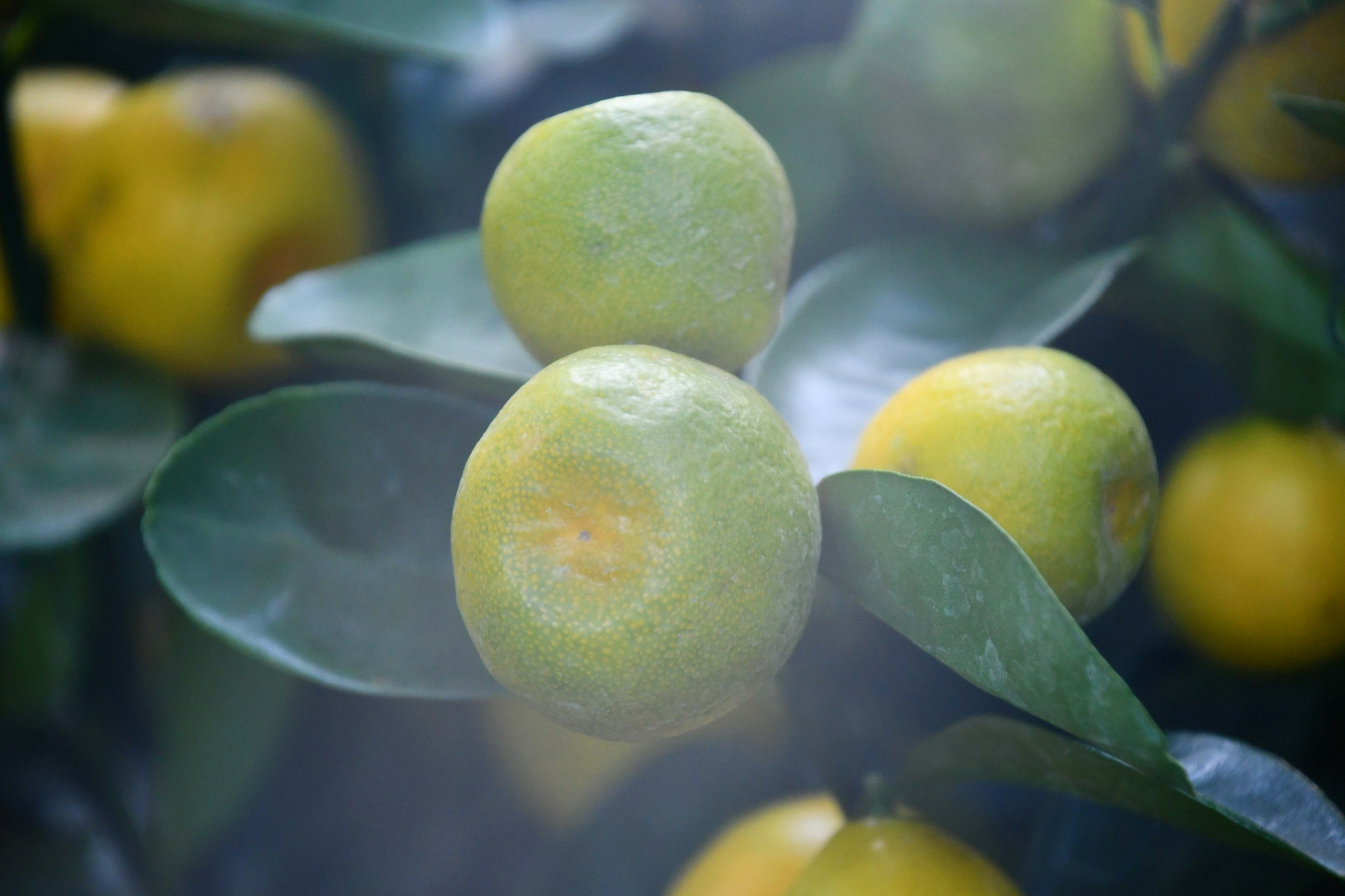 青桔子原创拍摄