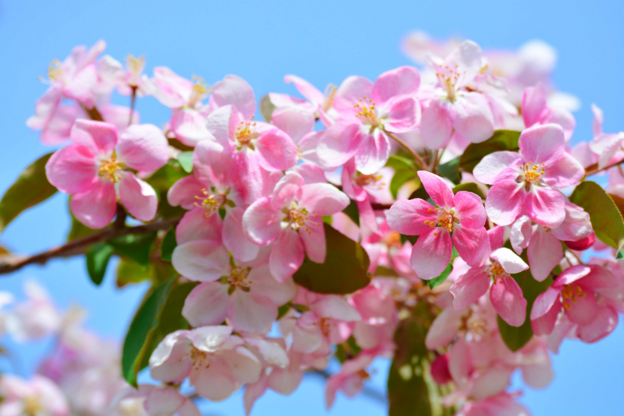 淡粉色海棠花,原创拍摄