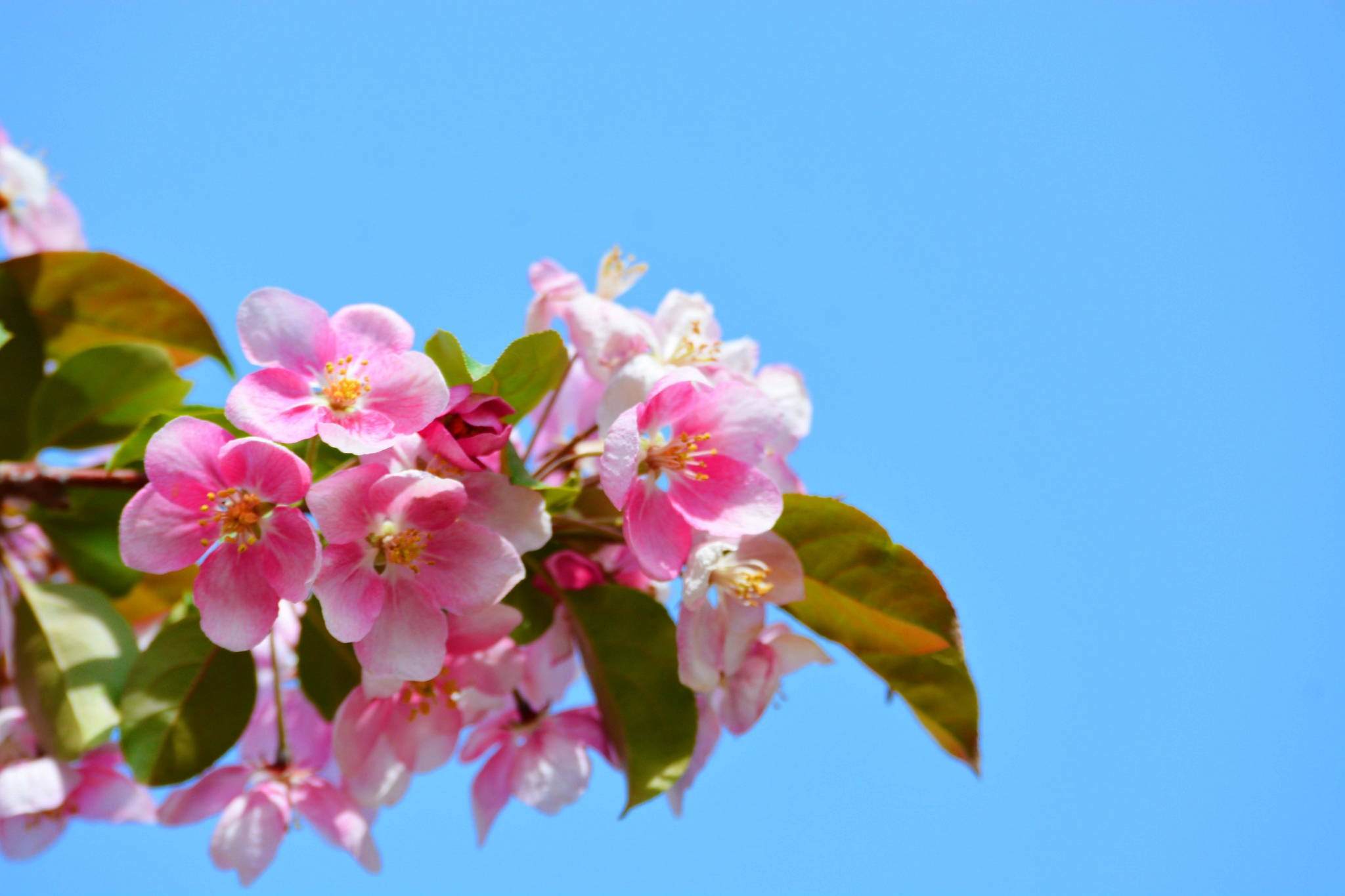 淡粉色海棠花,原创拍摄