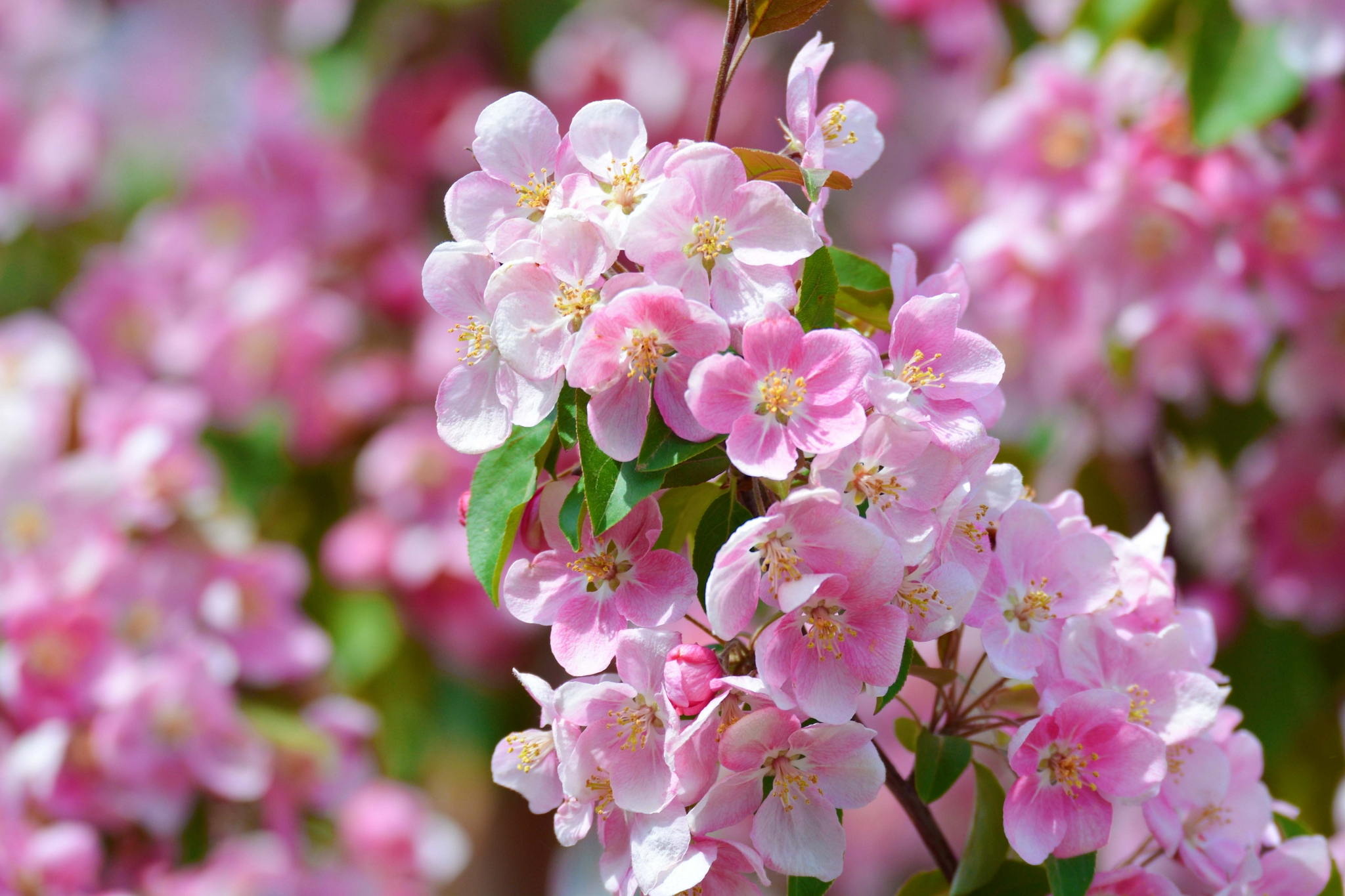 淡粉色海棠花,原创拍摄