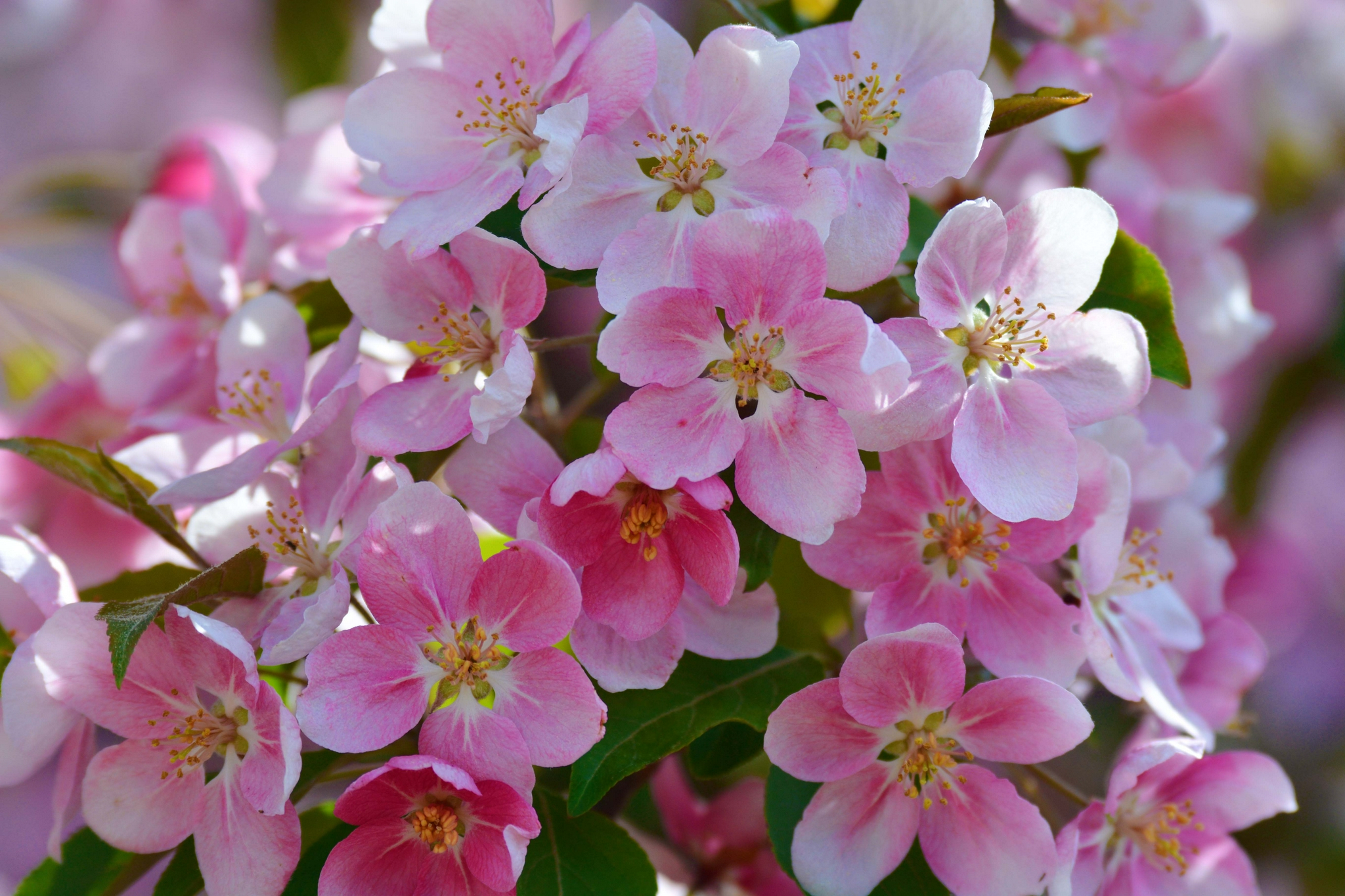 淡粉色海棠花,原创拍摄