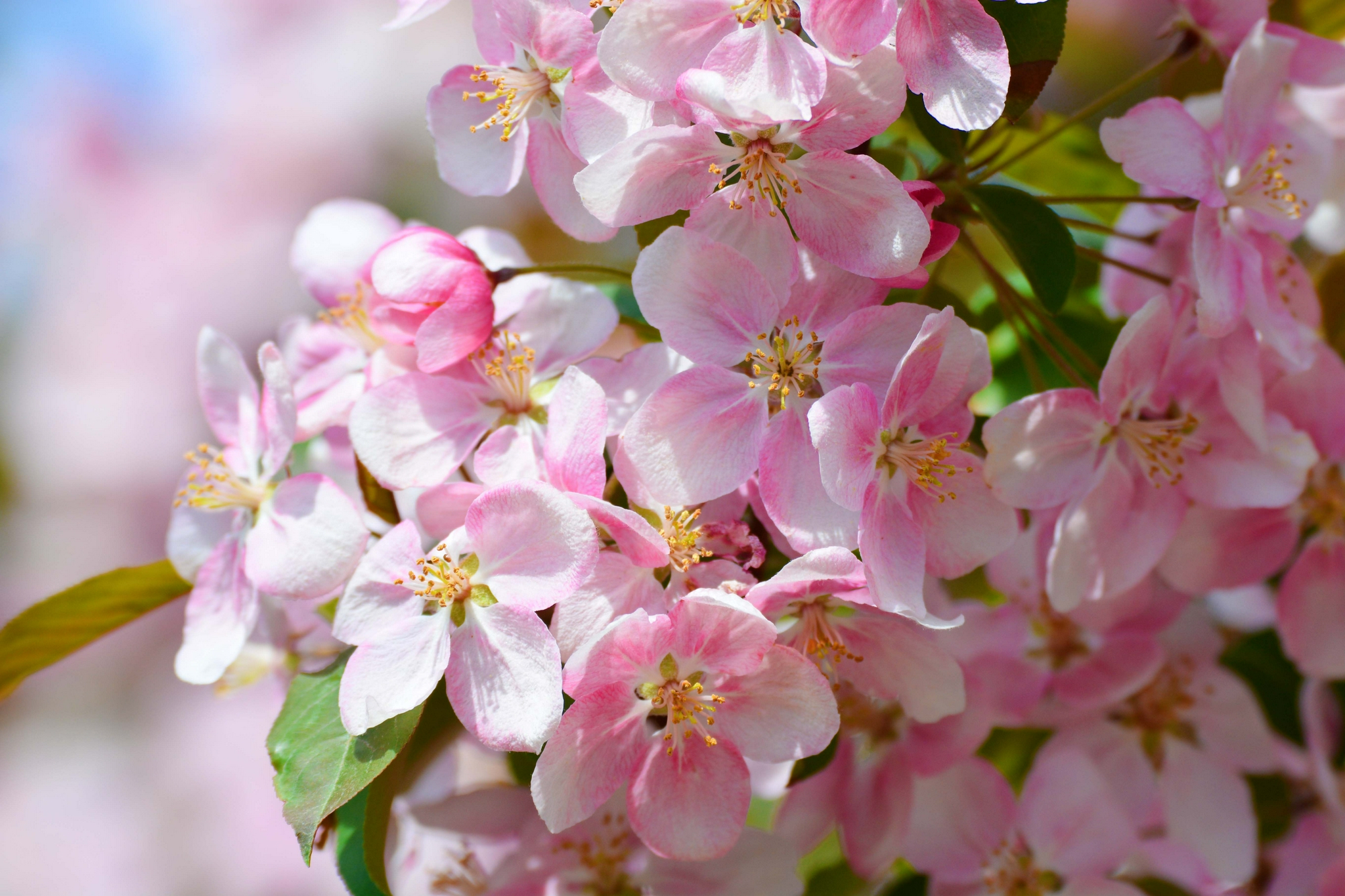 淡粉色海棠花,原创拍摄