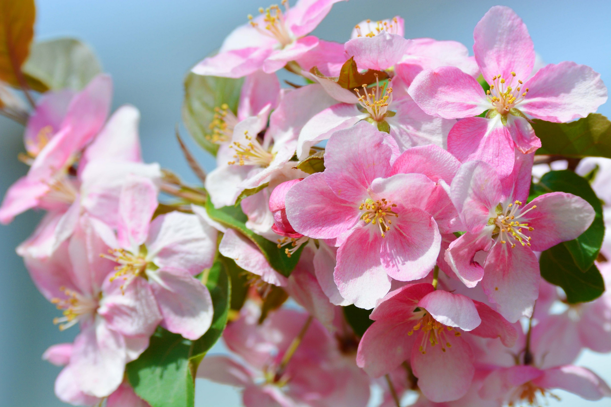 淡粉色海棠花,原创拍摄