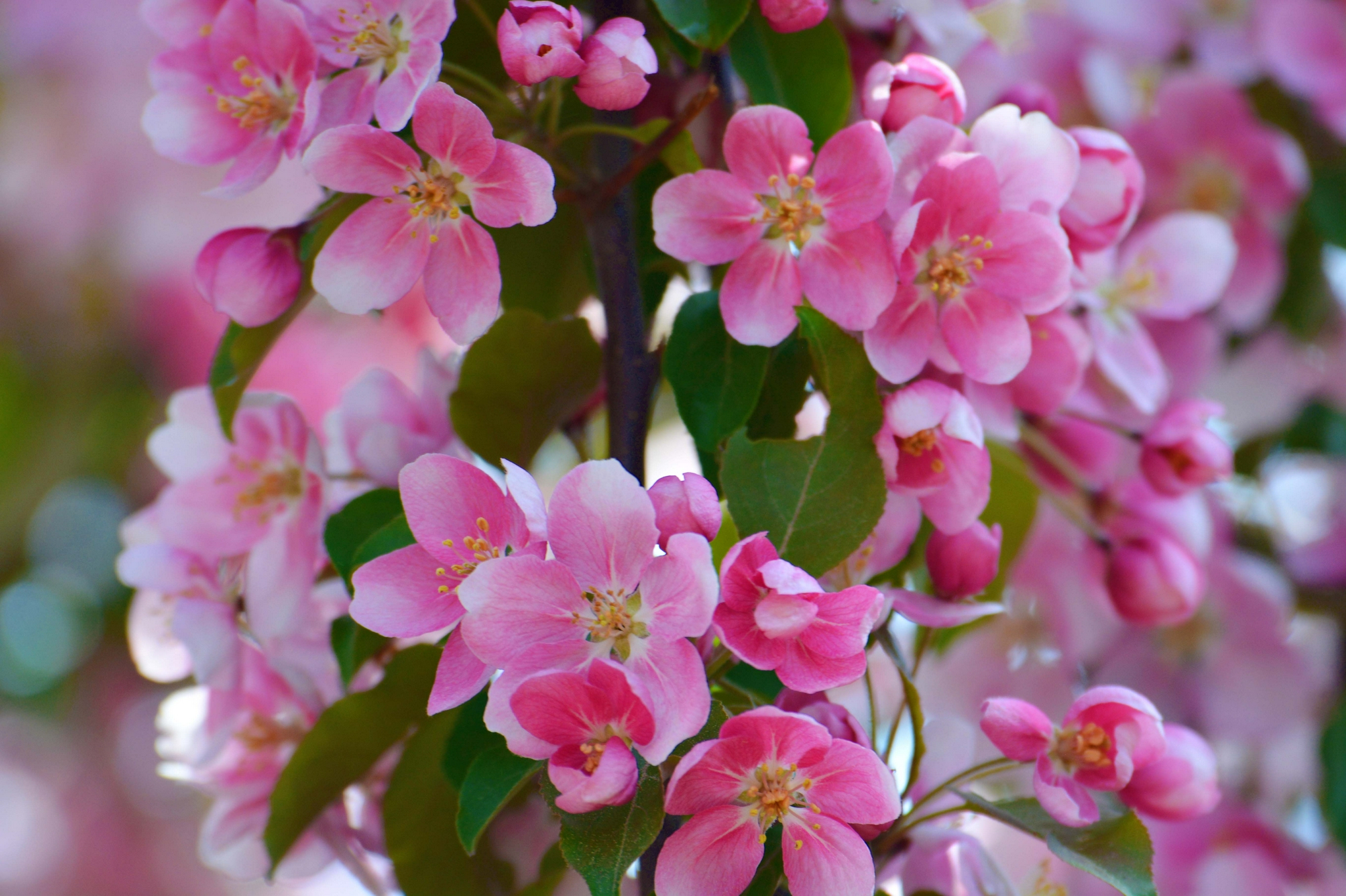 淡粉色海棠花,原创拍摄