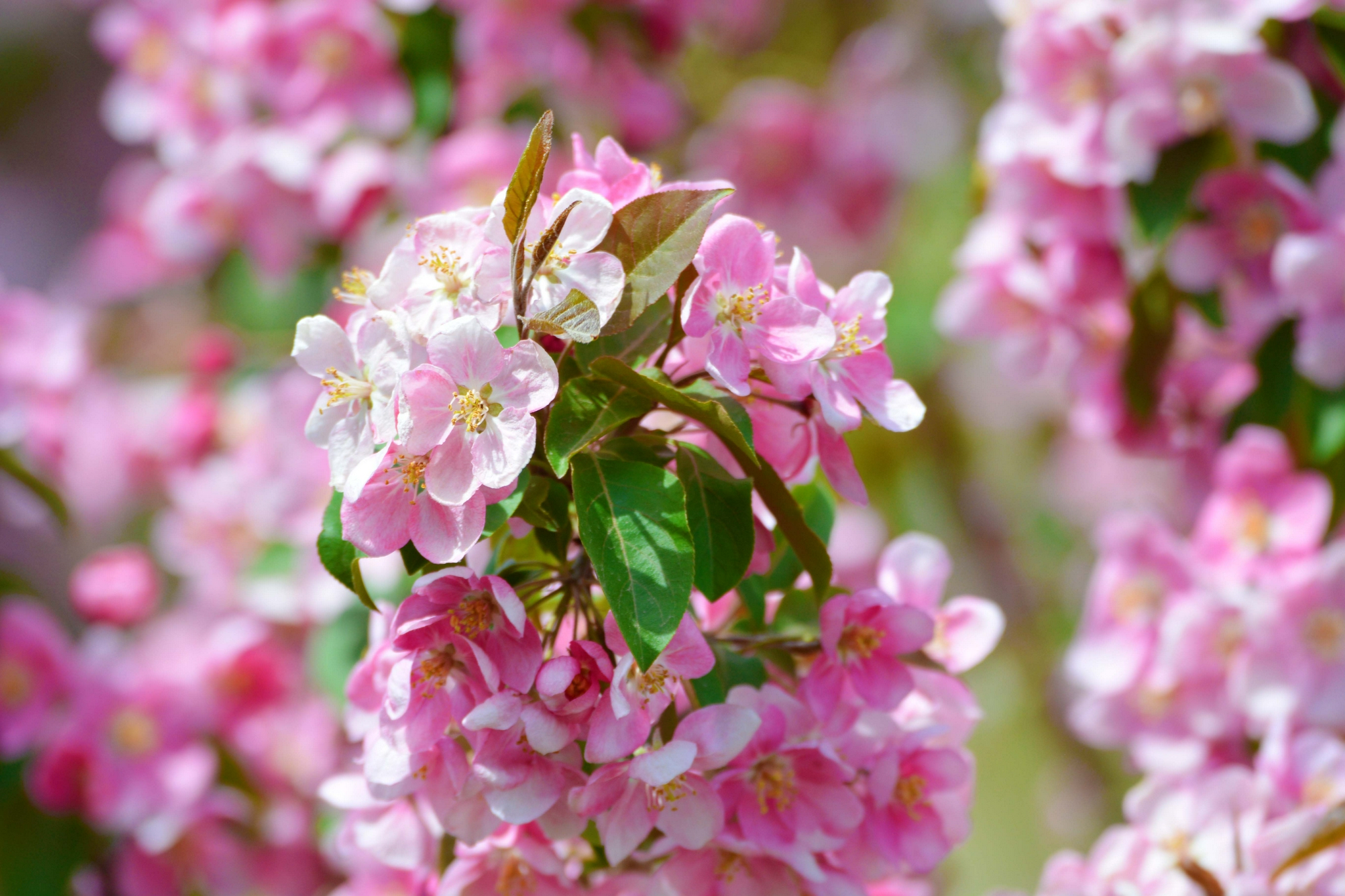 淡粉色海棠花,原创拍摄