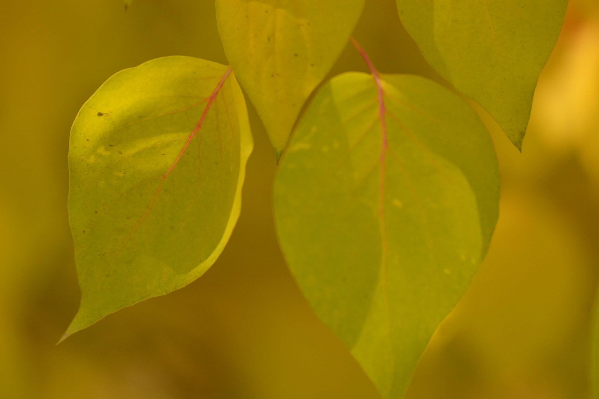 白杜卫矛树叶,原创拍摄_高清图集_新浪网