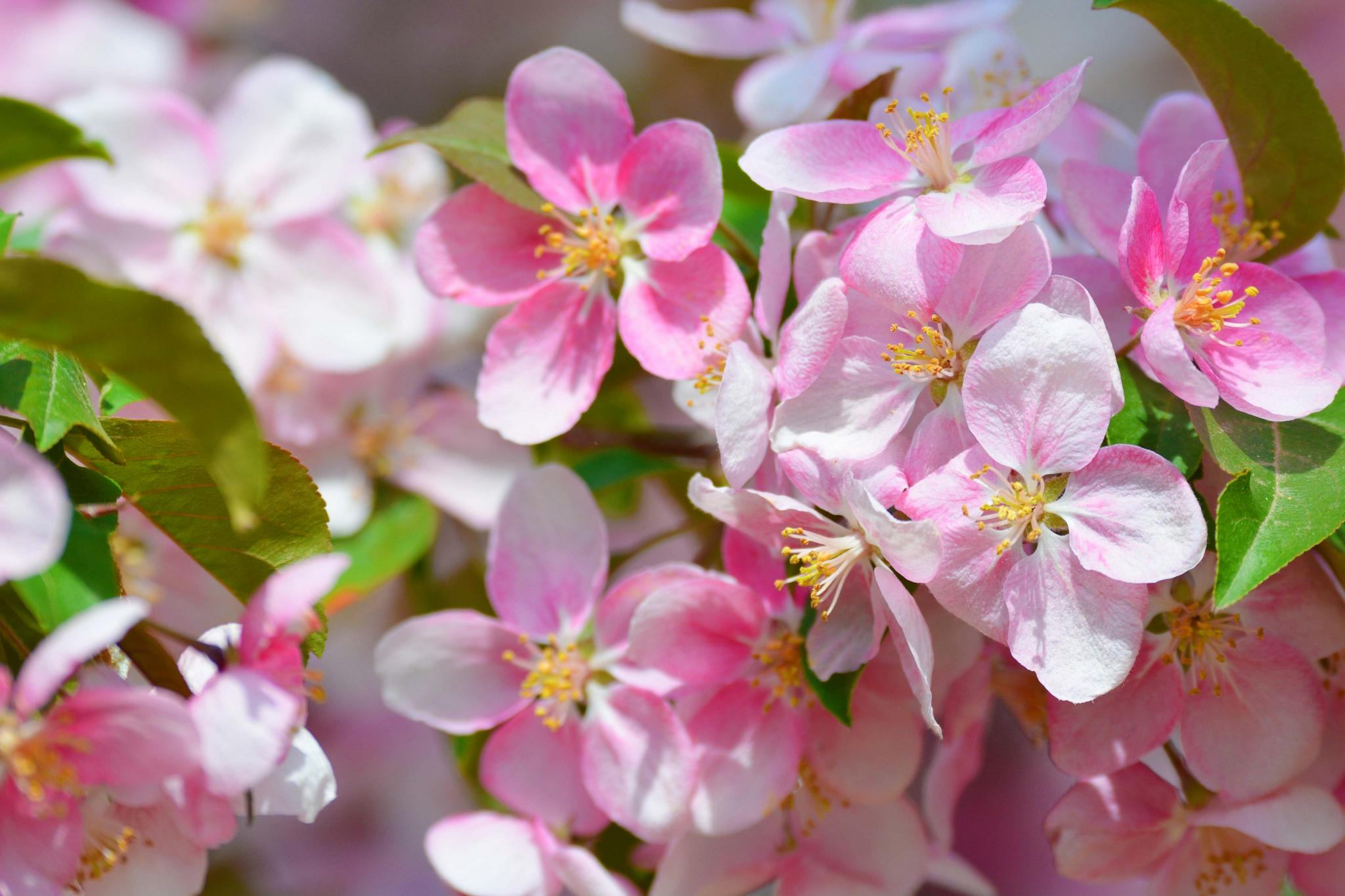 淡粉色海棠花,原创拍摄