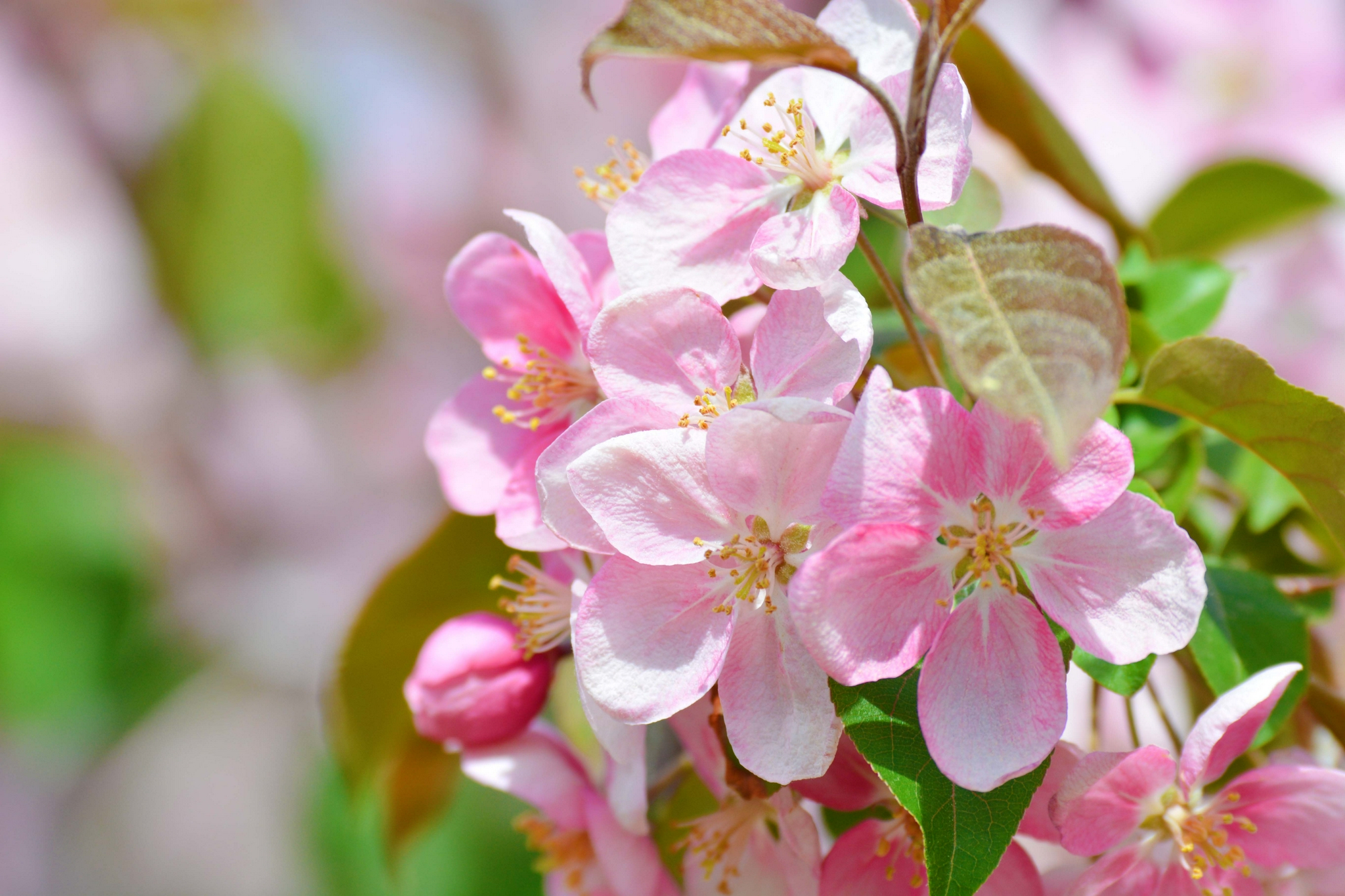 淡粉色海棠花,原创拍摄