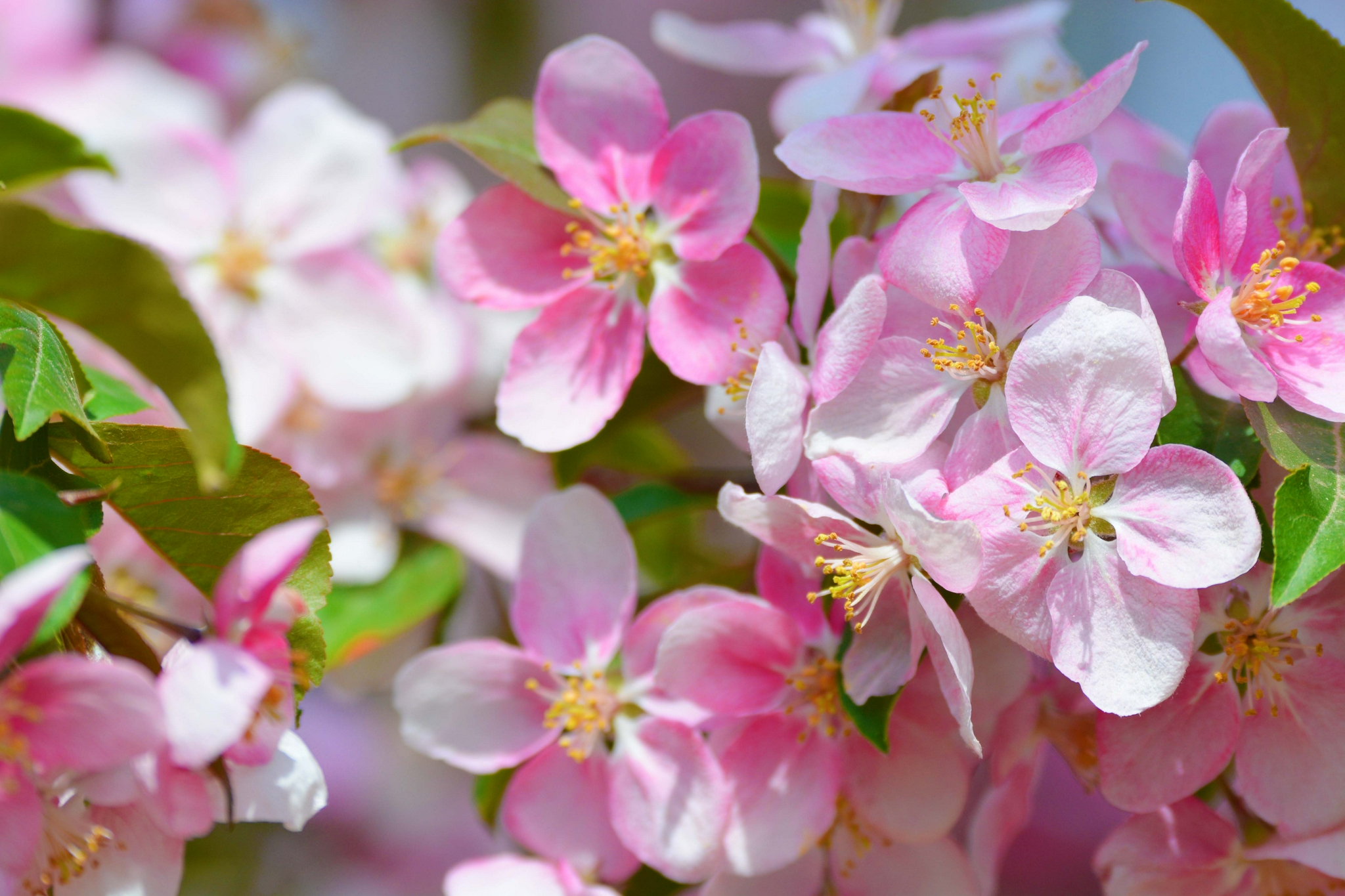 淡粉色海棠花,原创拍摄_高清图集_新浪网