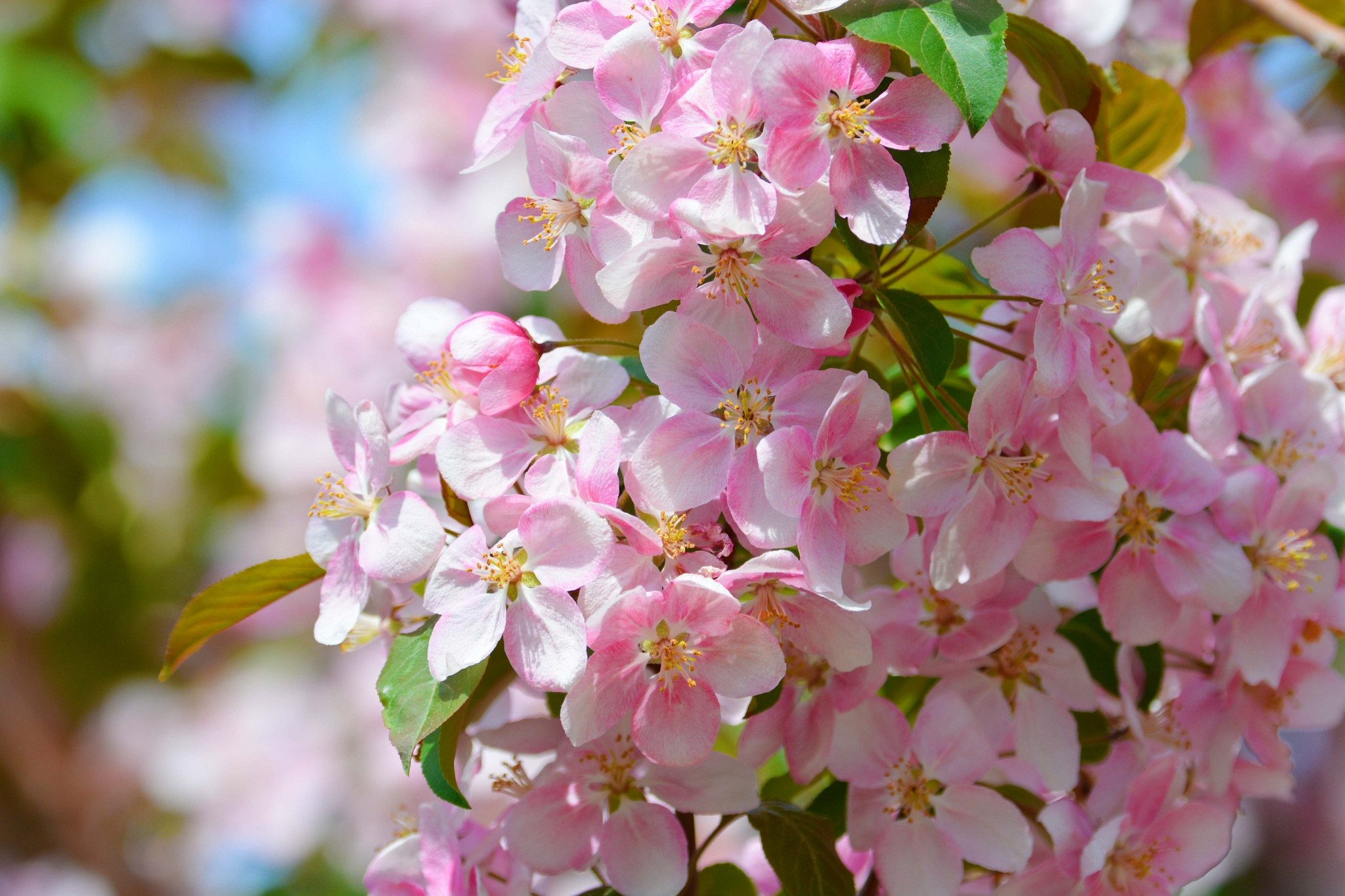 淡粉色海棠花,原创拍摄