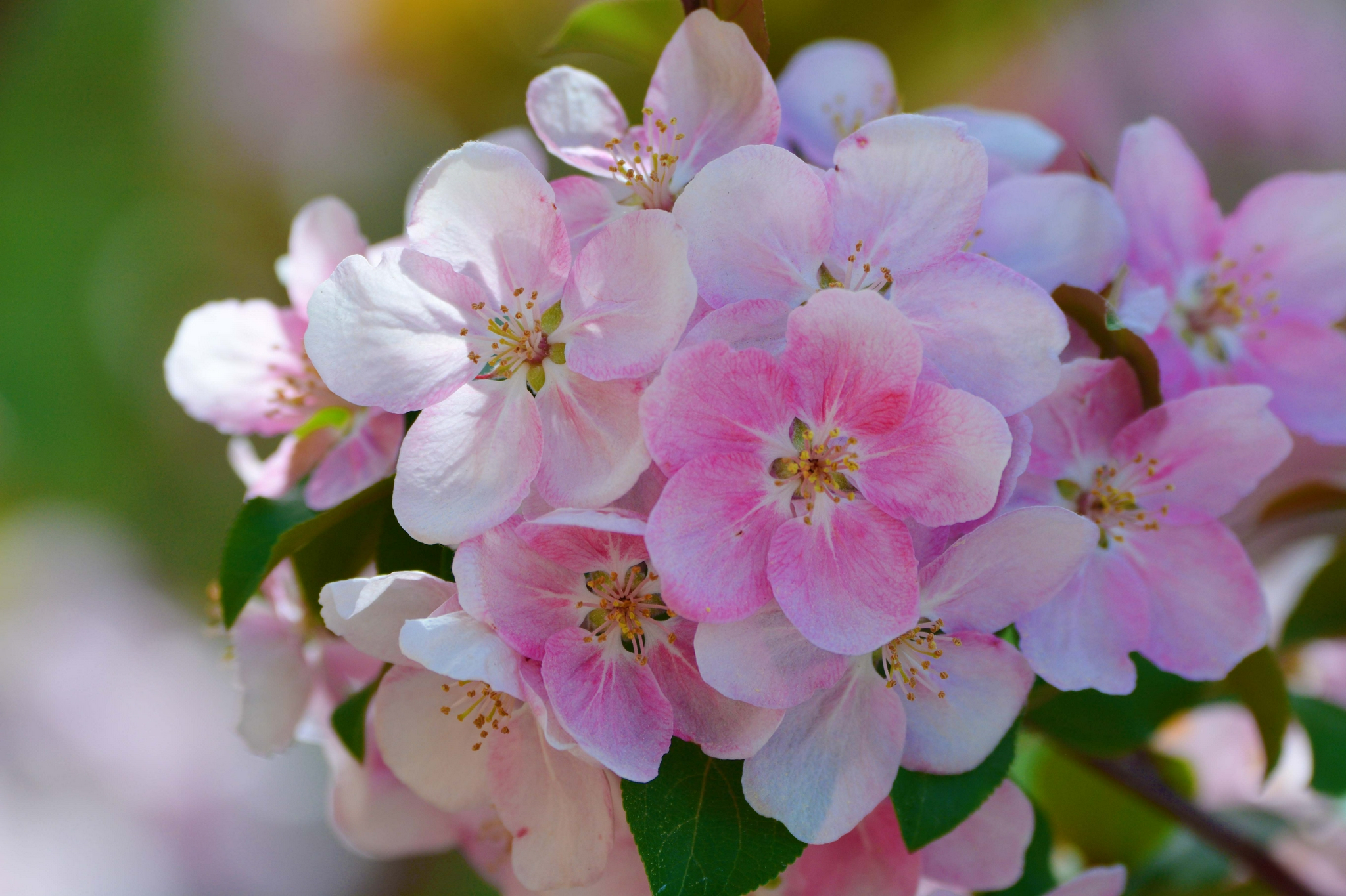 淡粉色海棠花,原创拍摄