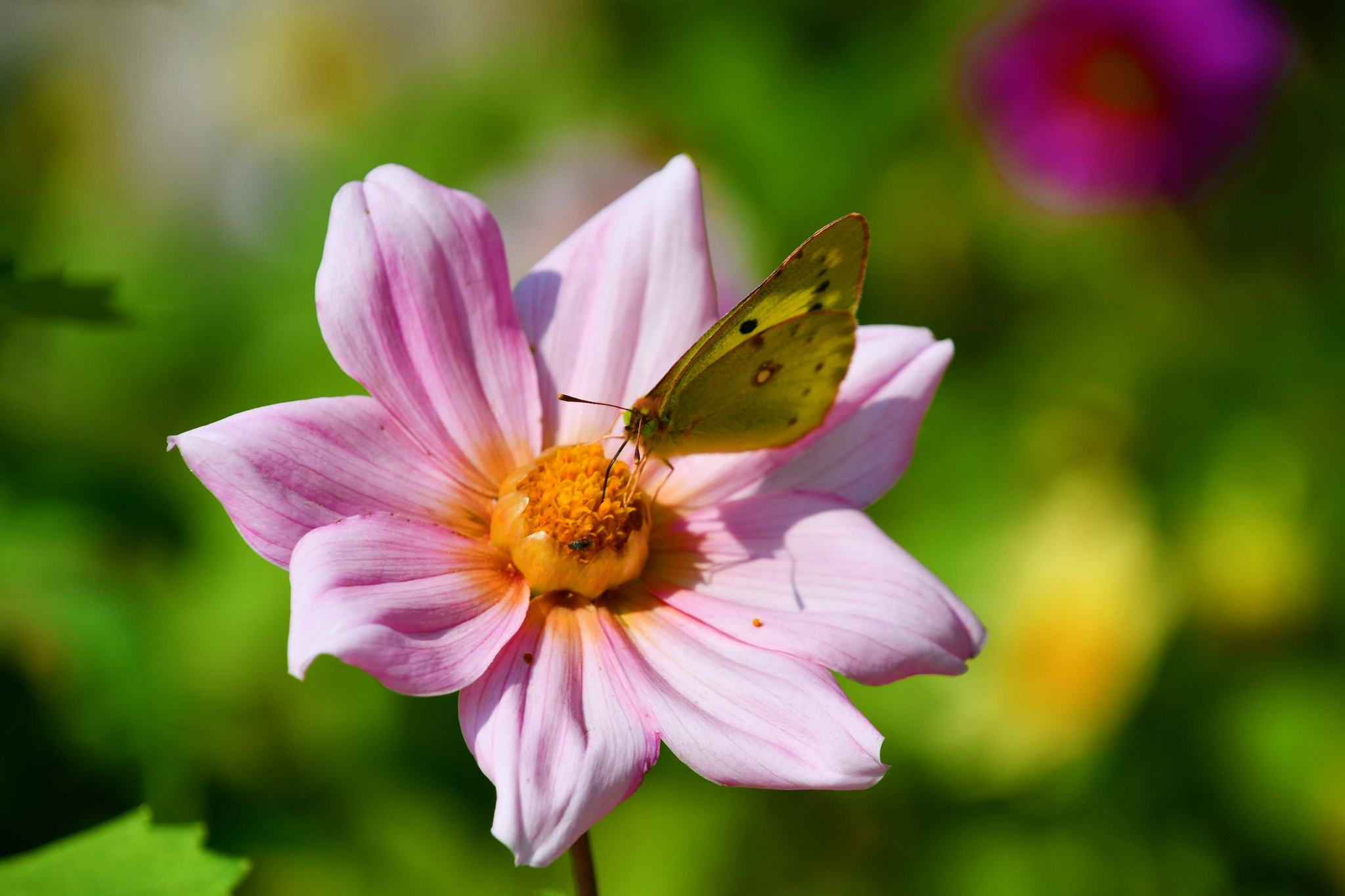 斑缘豆粉蝶原创拍摄