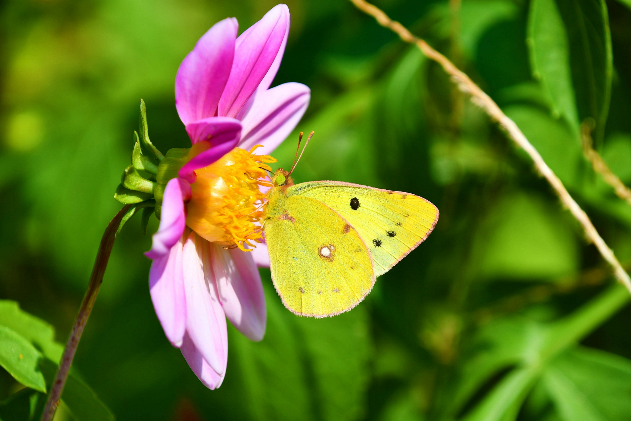 斑缘豆粉蝶原创拍摄