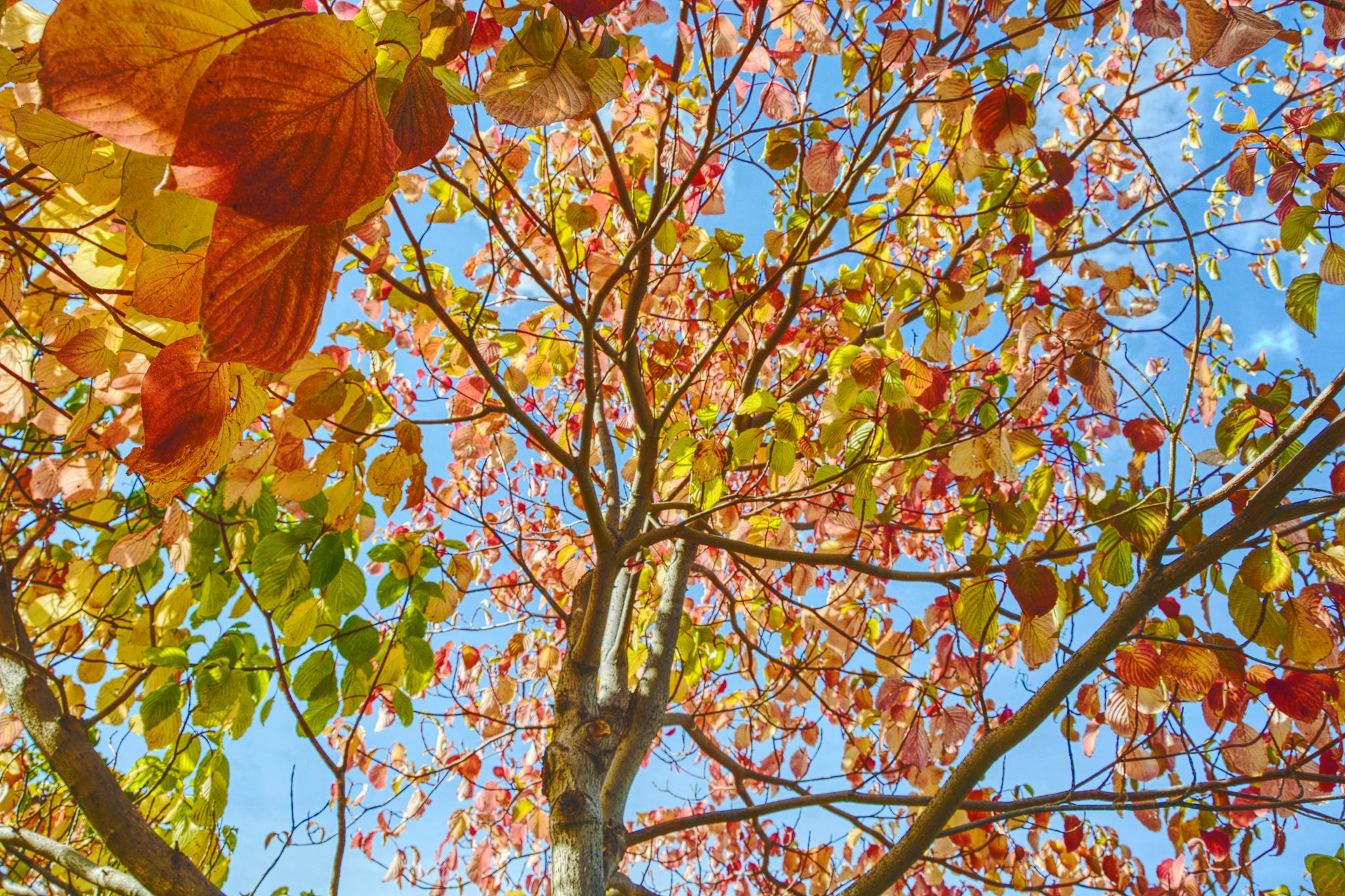 秋天的灯台树五彩缤纷,原创拍摄_高清图集_新浪网